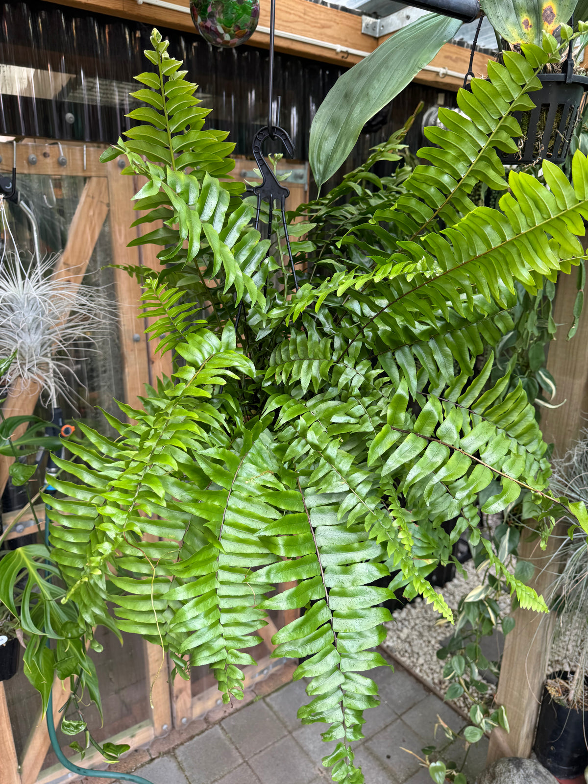 Fresh spring growth on a Macho fern in Marc’s greenhouse at Urban Jungle Sydney.