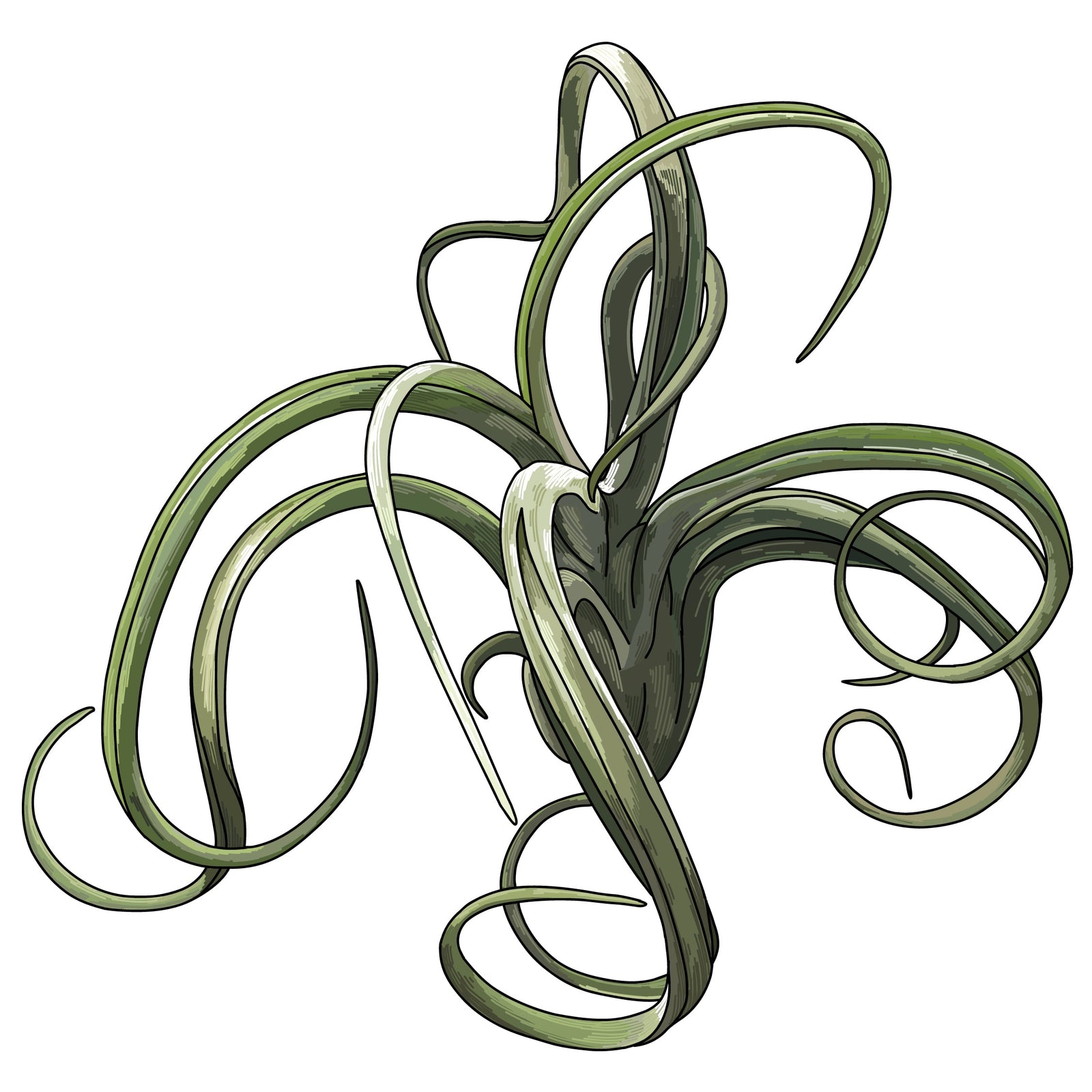 Tillandsia