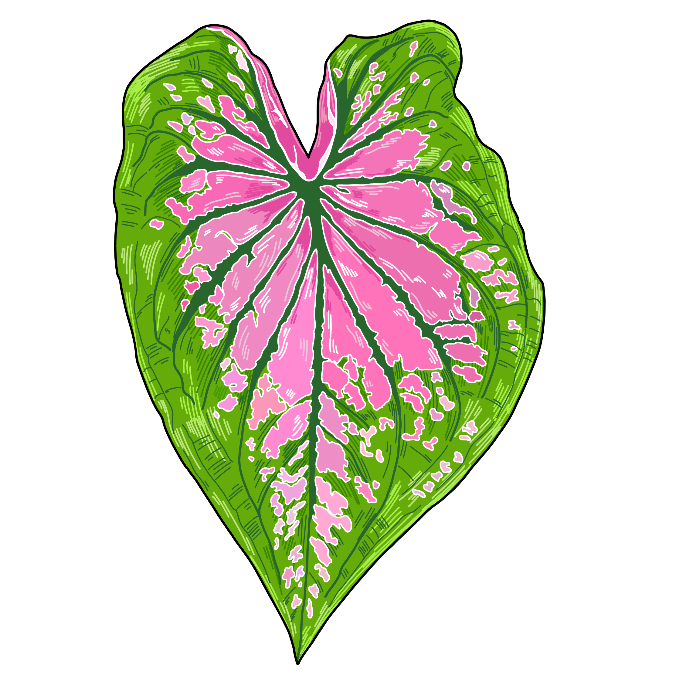 Caladium – UrbanJungleSydney