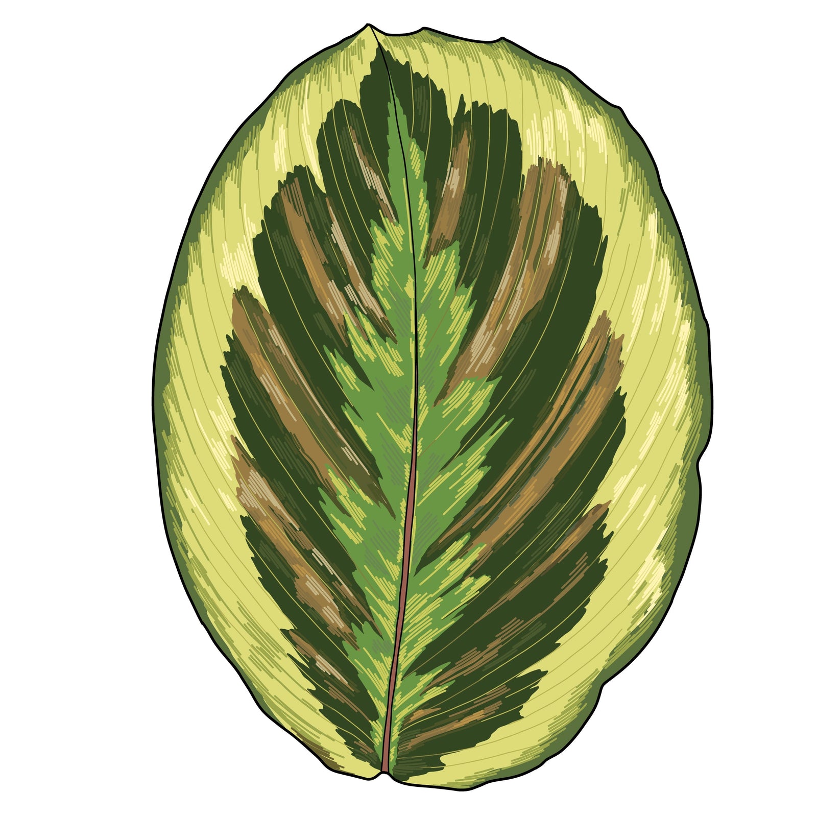 Calathea