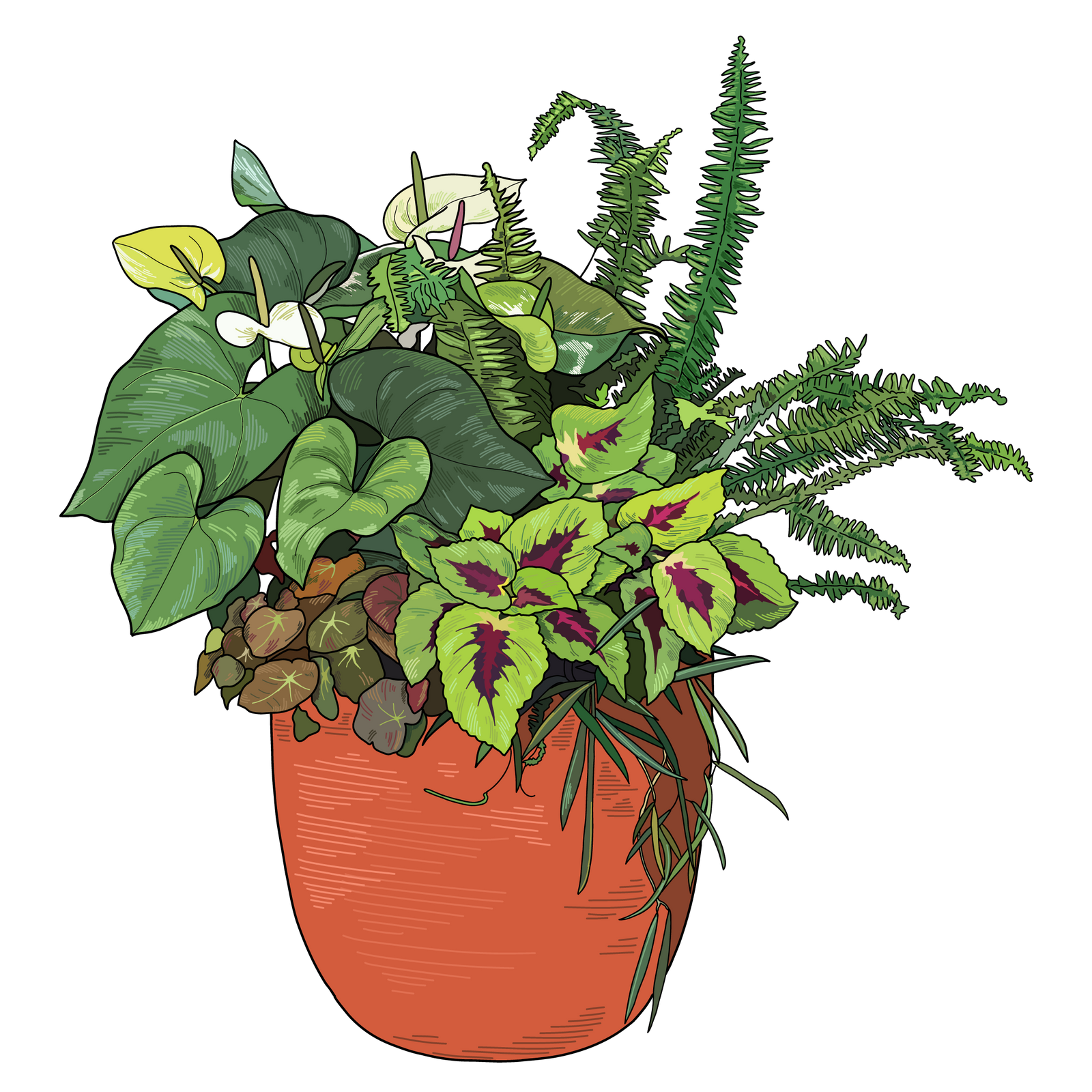 Other Plants
