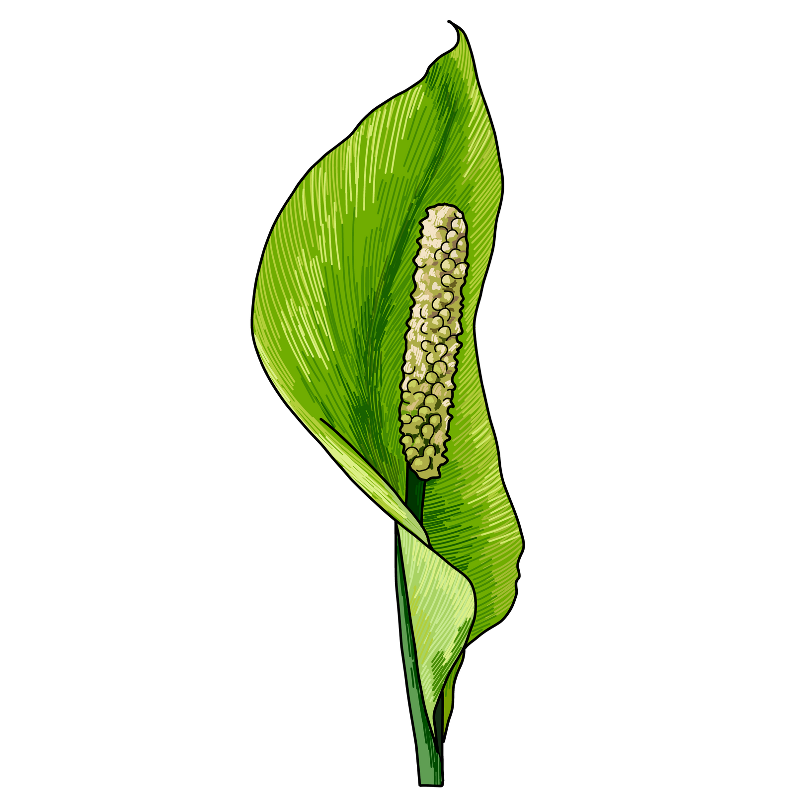 Spathiphyllum