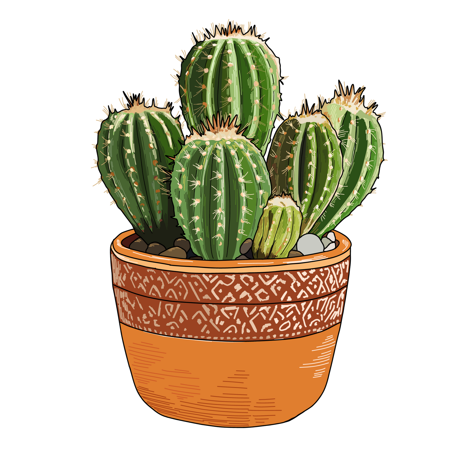 Succulent