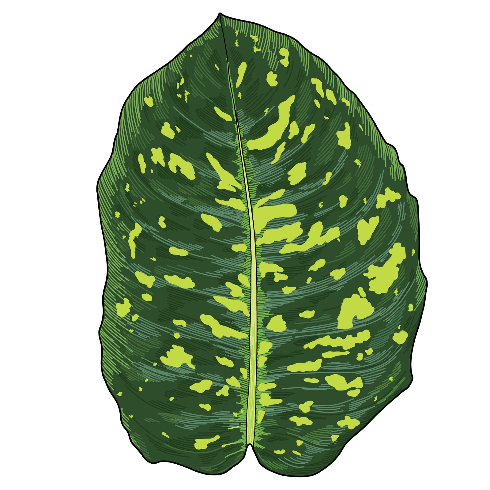 Dieffenbachia