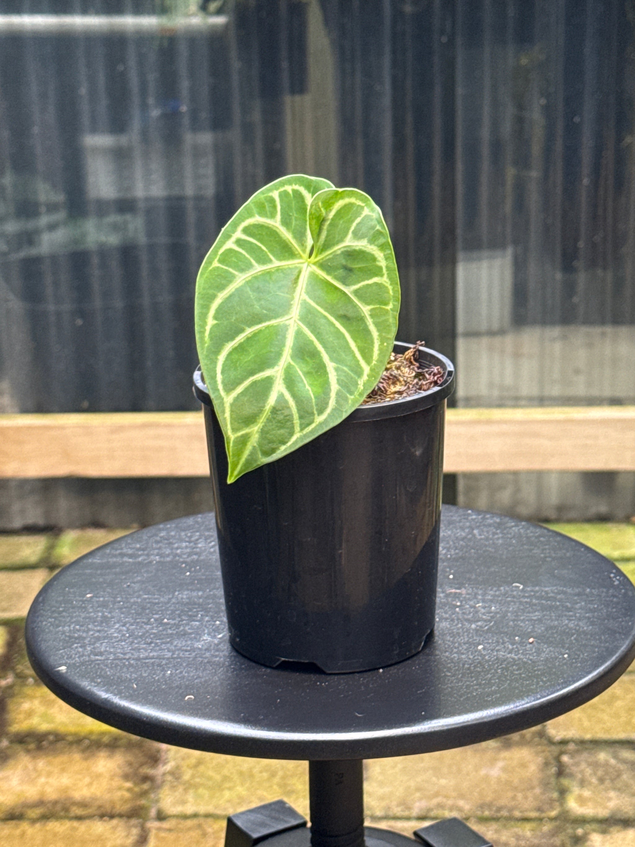 Anthurium Crystallinum x Regale