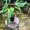 Monstera Burle Marx Flame - Collector