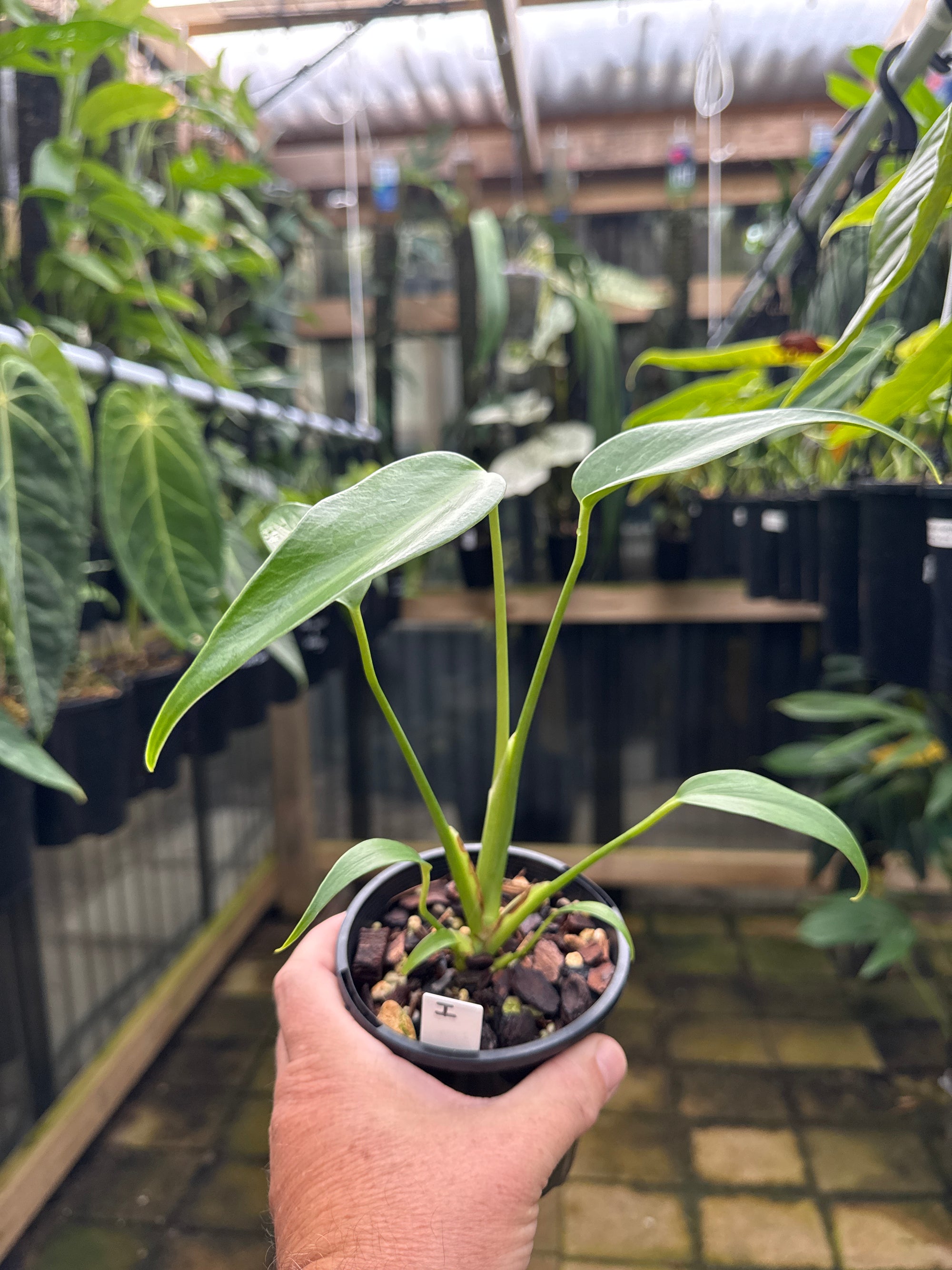 Monstera 'Burle Marx' Flame