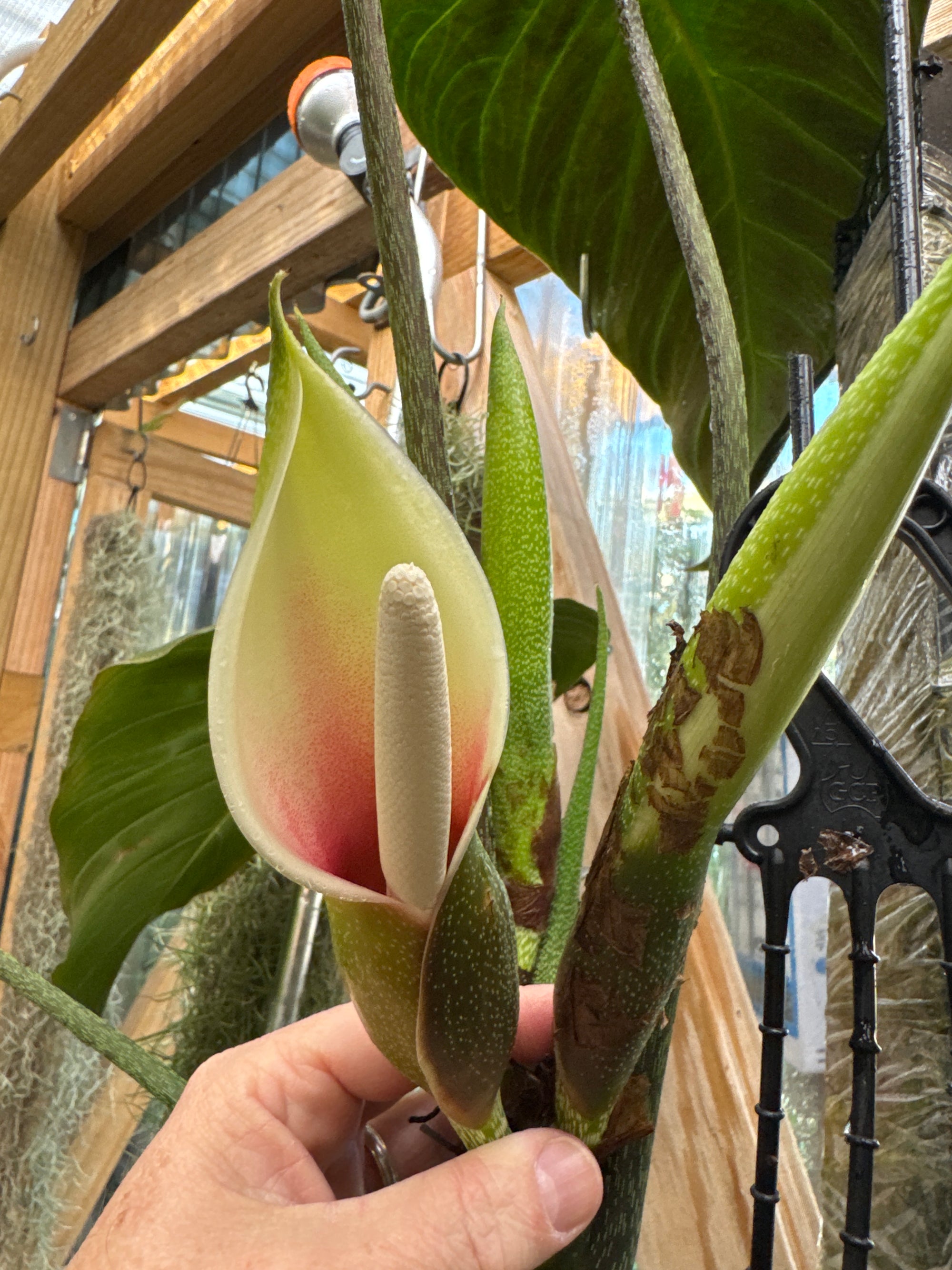 Philodendron ‘Splendid’ — Large Exact Specimen