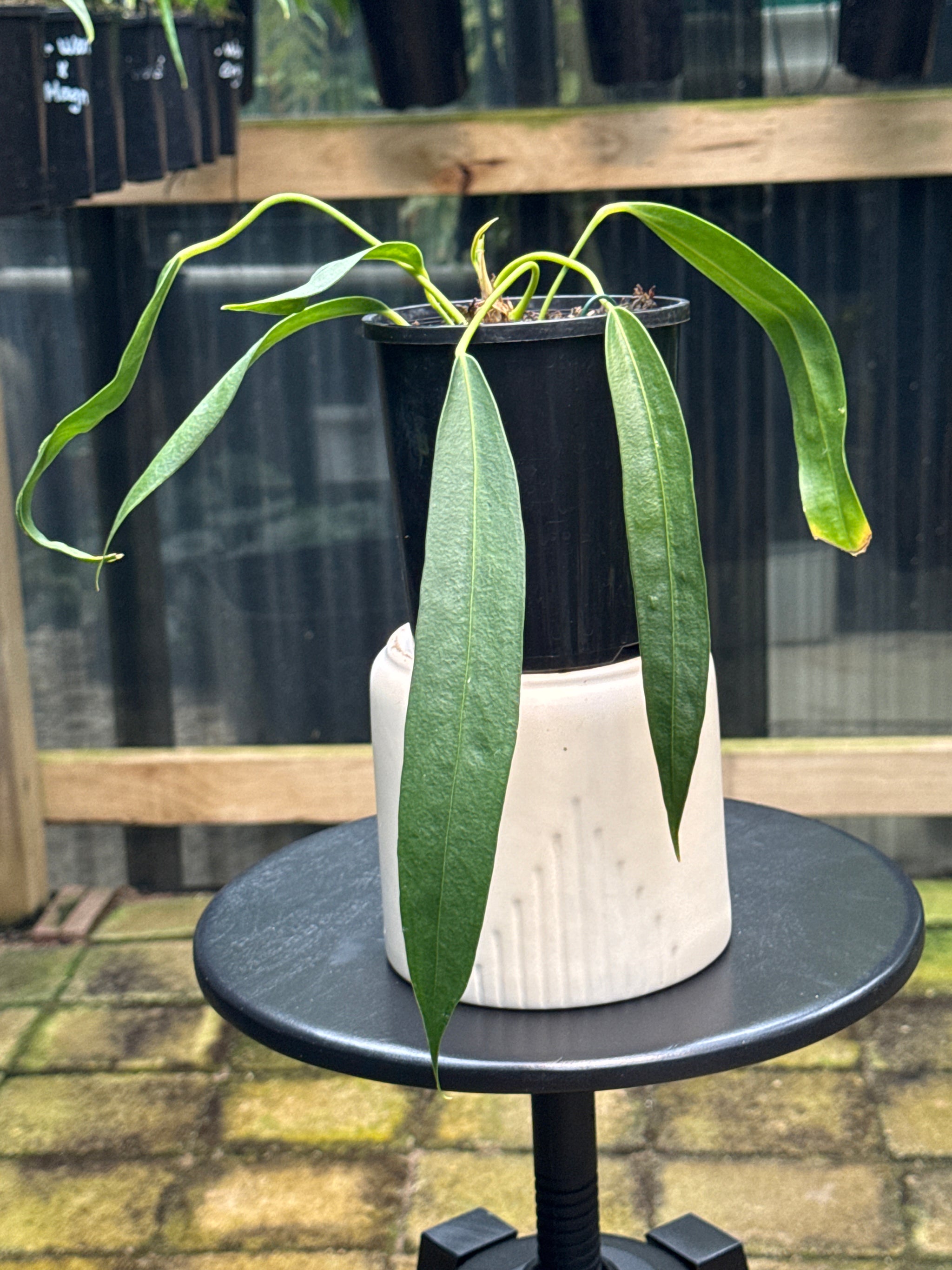 Anthurium wendlingeri