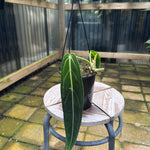 Anthurium warocqueanum - Queen Anthurium