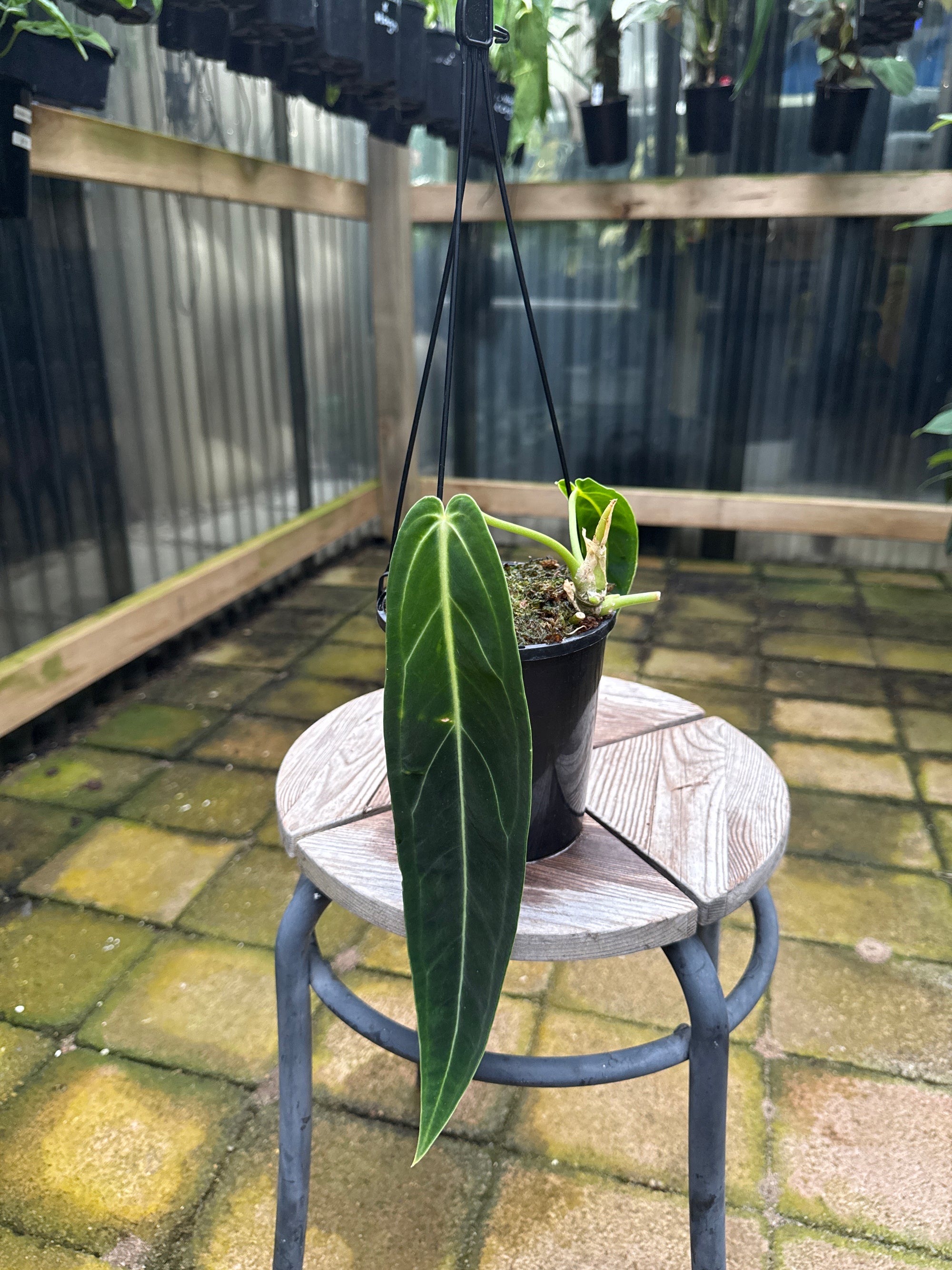 Anthurium warocqueanum - Queen Anthurium