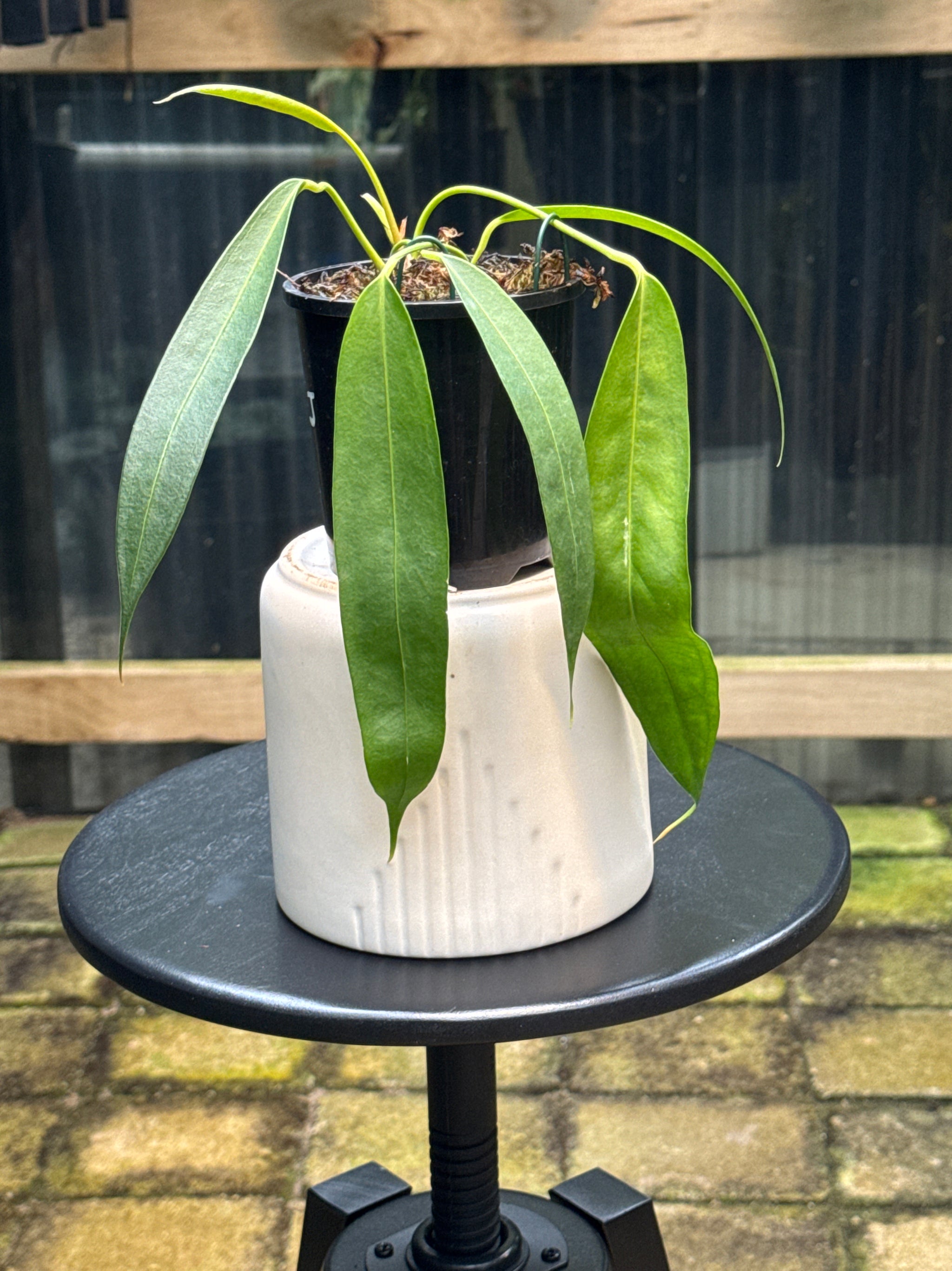 Anthurium wendlingeri