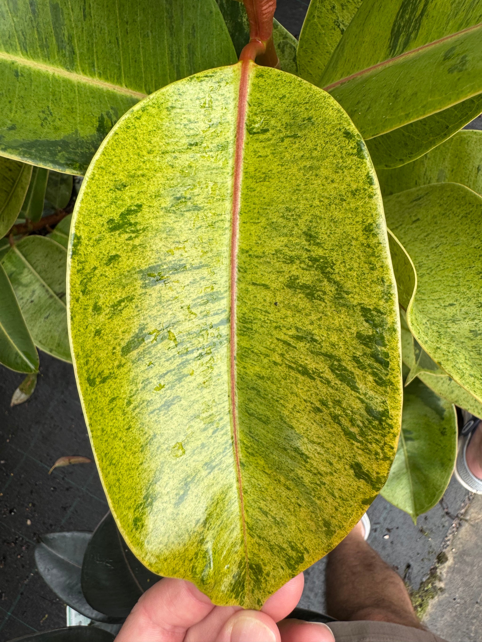 Ficus shivereana