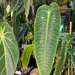 Anthurium Veitchii narrow