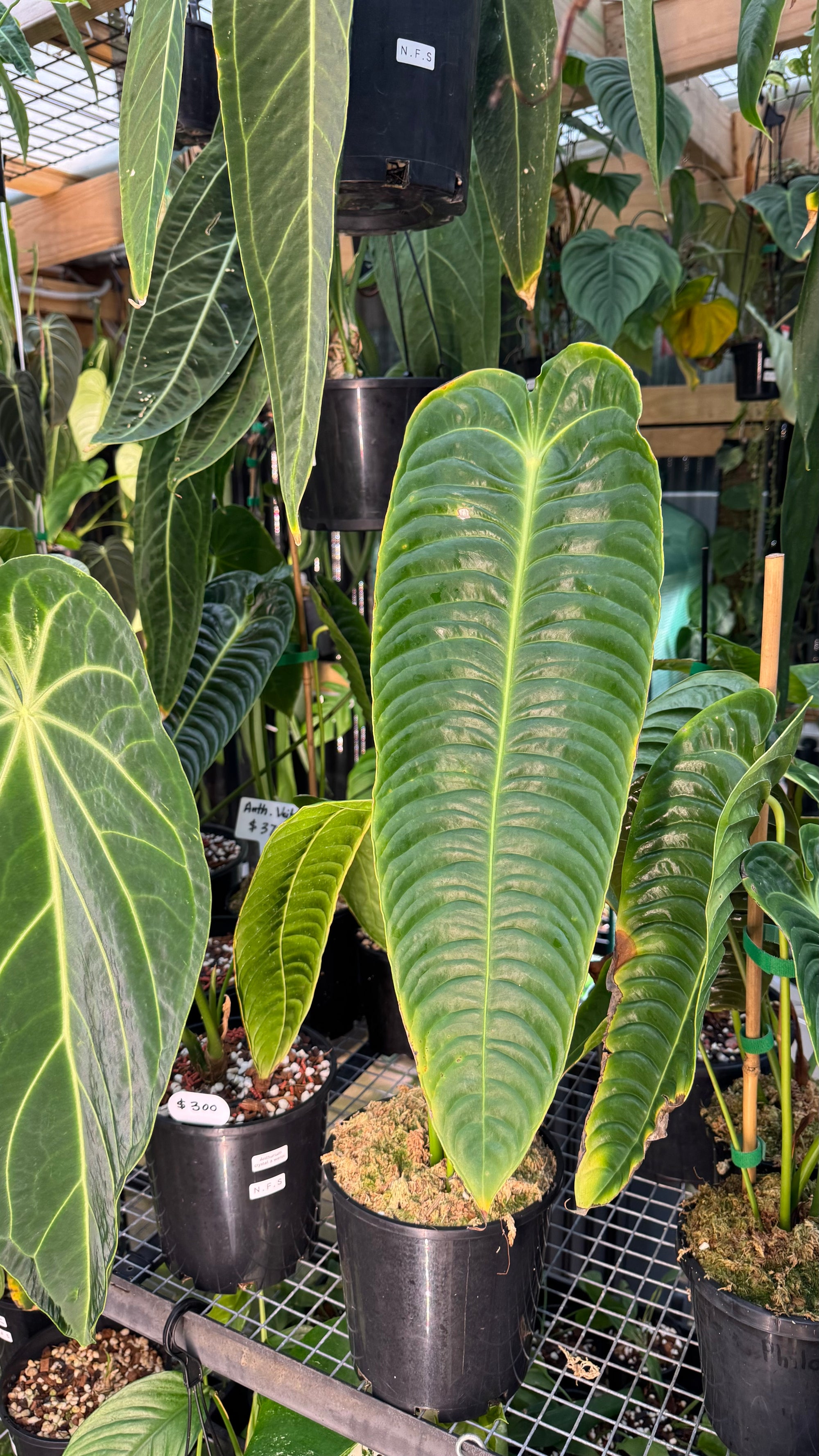 Anthurium Veitchii narrow