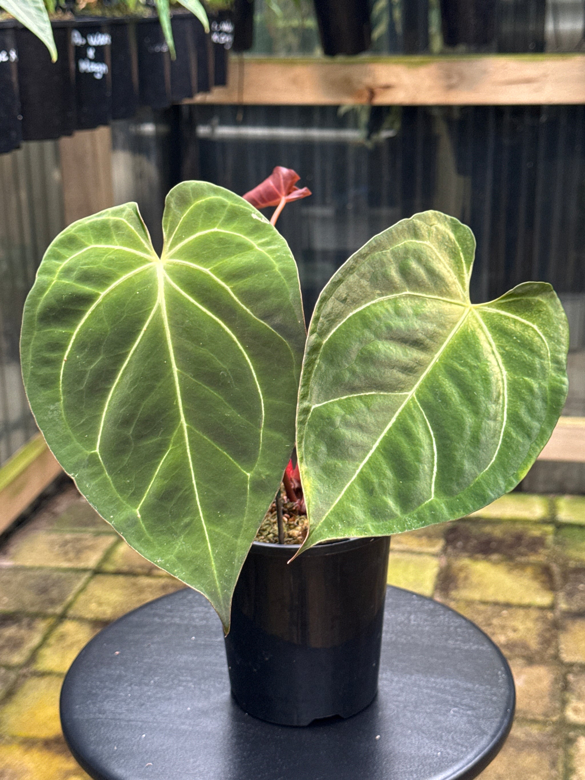 Anthurium Crystallinum x Regale