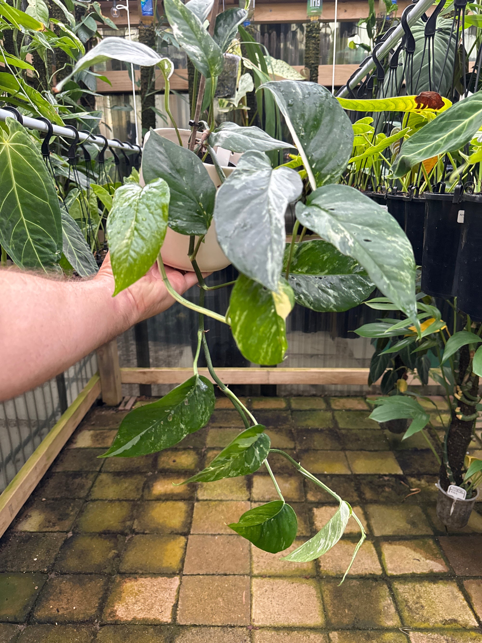 Epipremnum 'Dragon Tail' variegated