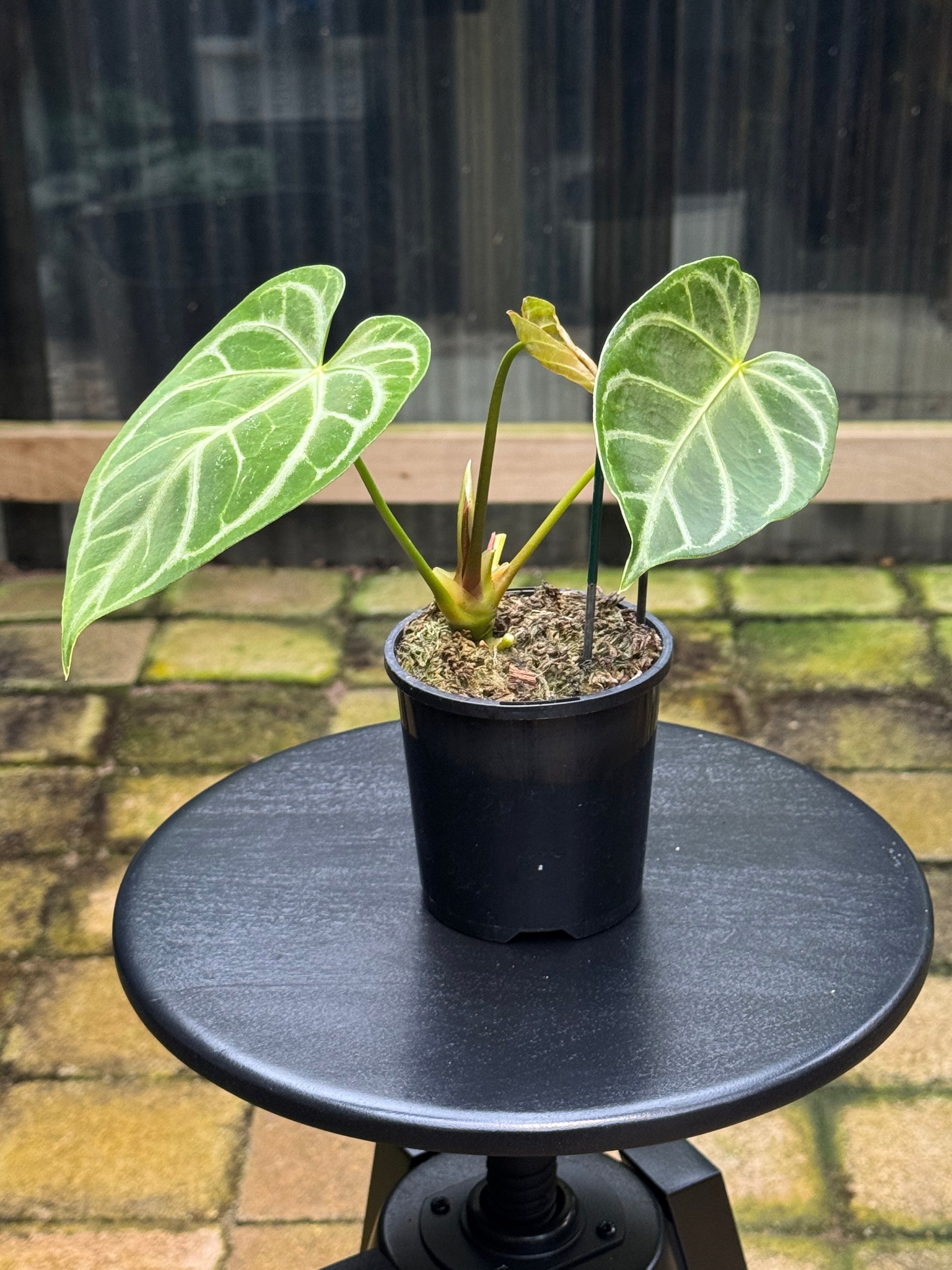 Anthurium Crystallinum x Regale