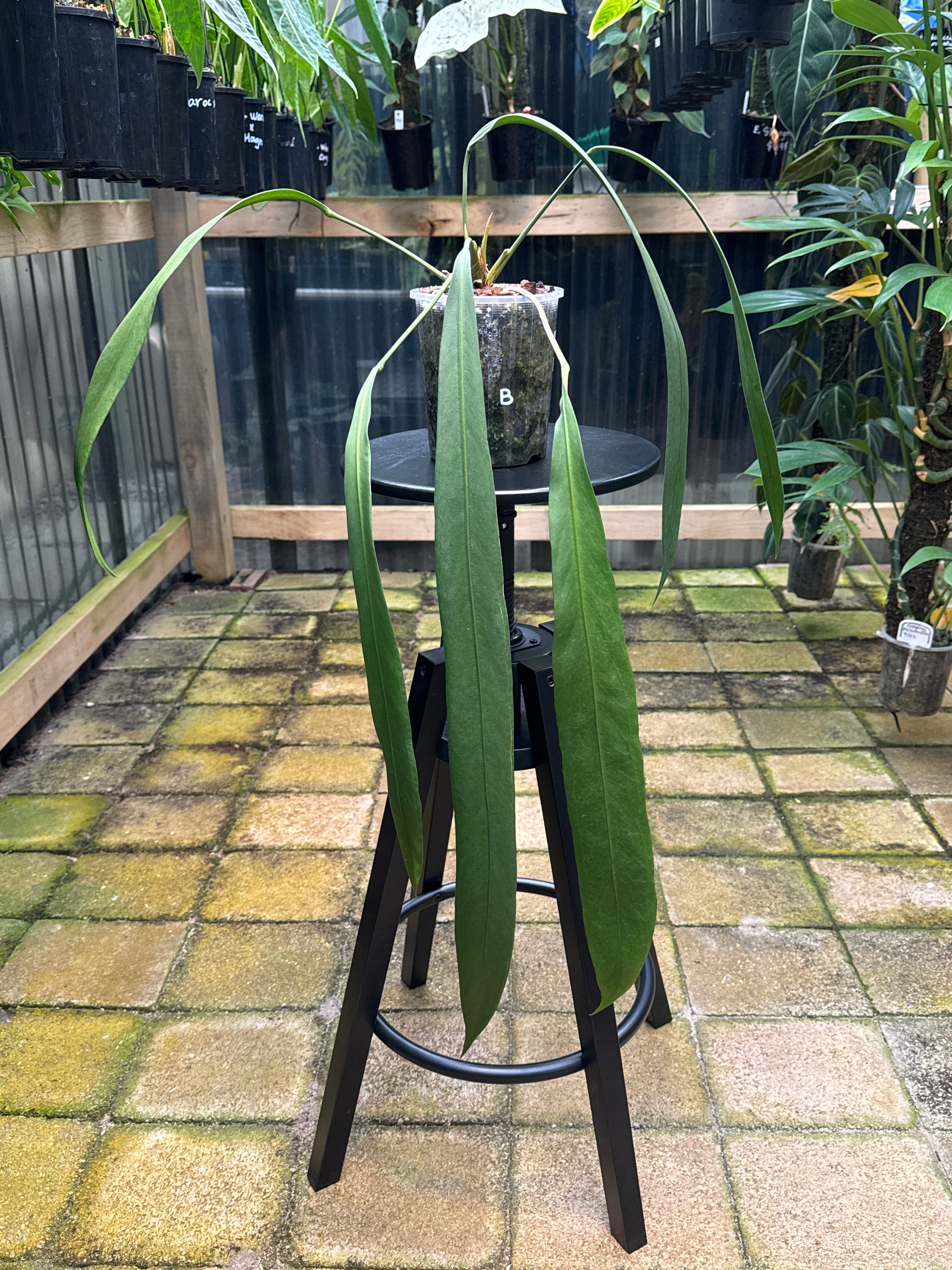 Anthurium vittarifolium