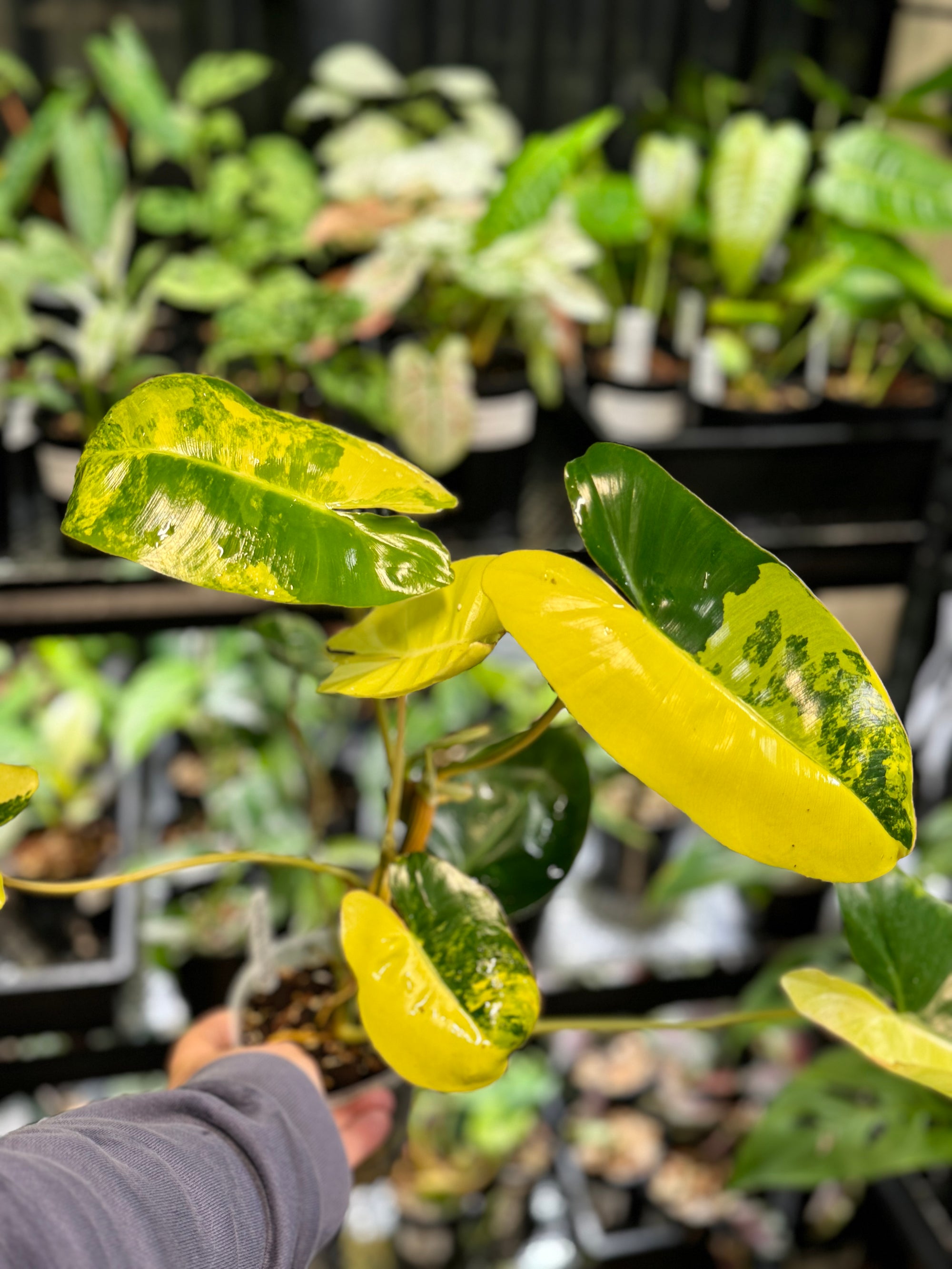 Philodendron 'Burle Marx'