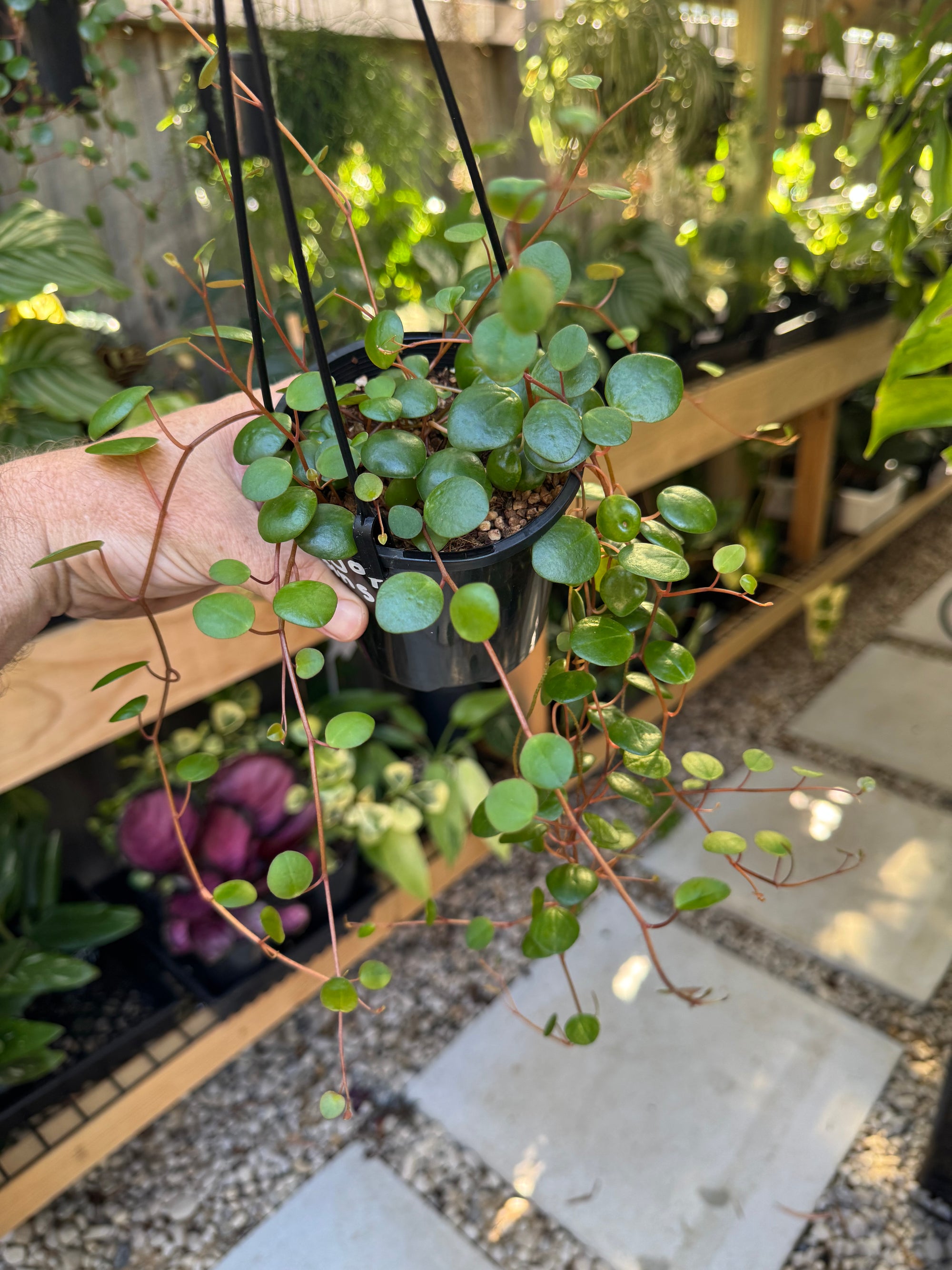 String of Coins - Peperomia pepperspots