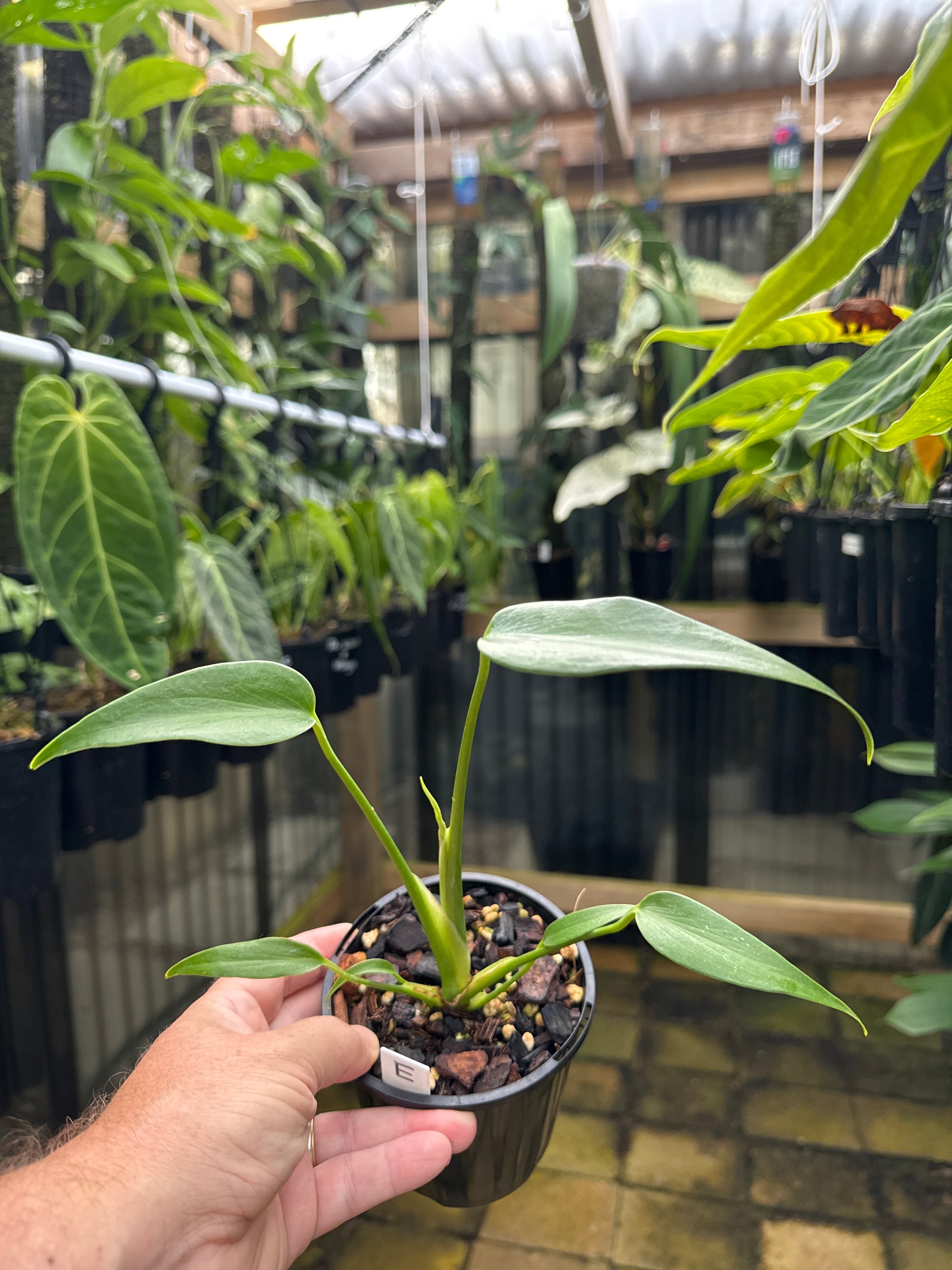 Monstera 'Burle Marx' Flame