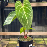 Anthurium Crystallinum x Regale