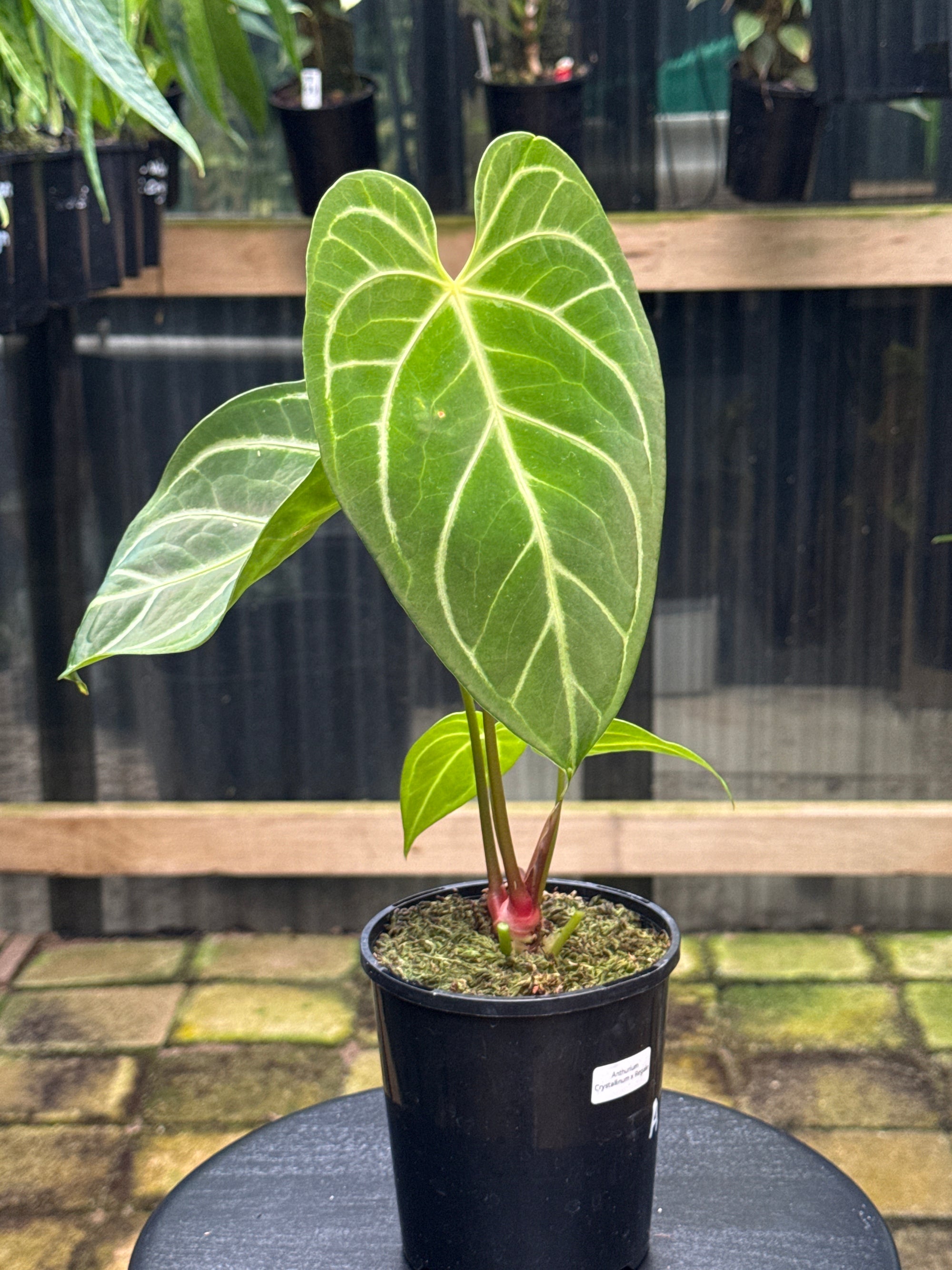 Anthurium Crystallinum x Regale