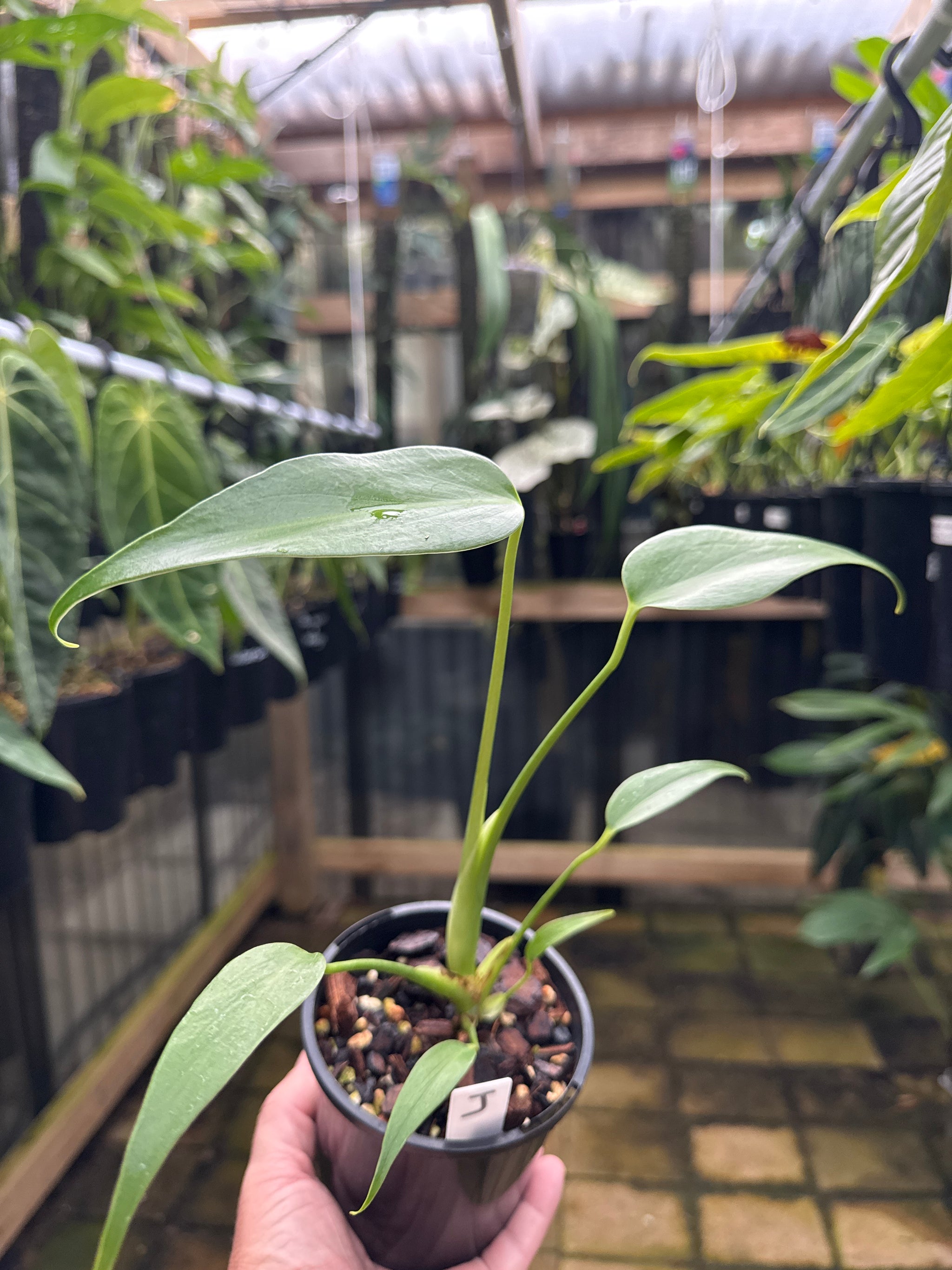 Monstera 'Burle Marx' Flame