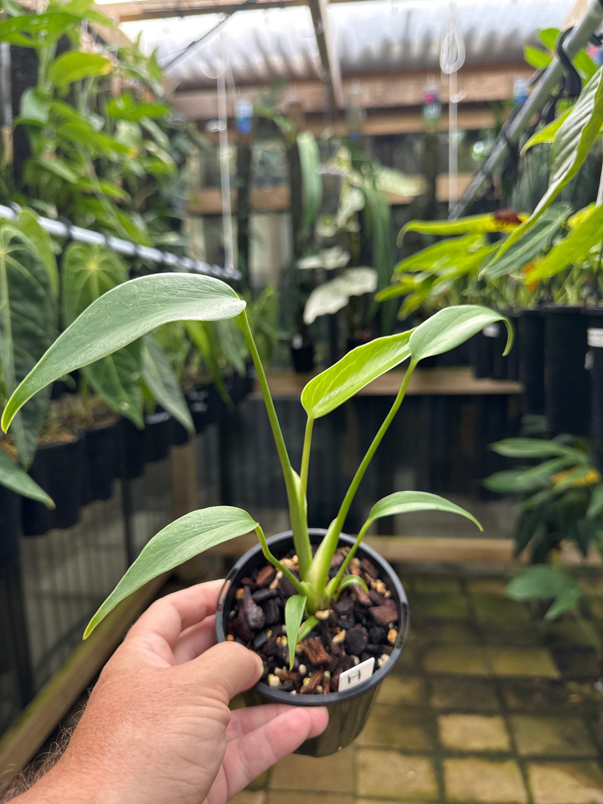 Monstera 'Burle Marx' Flame