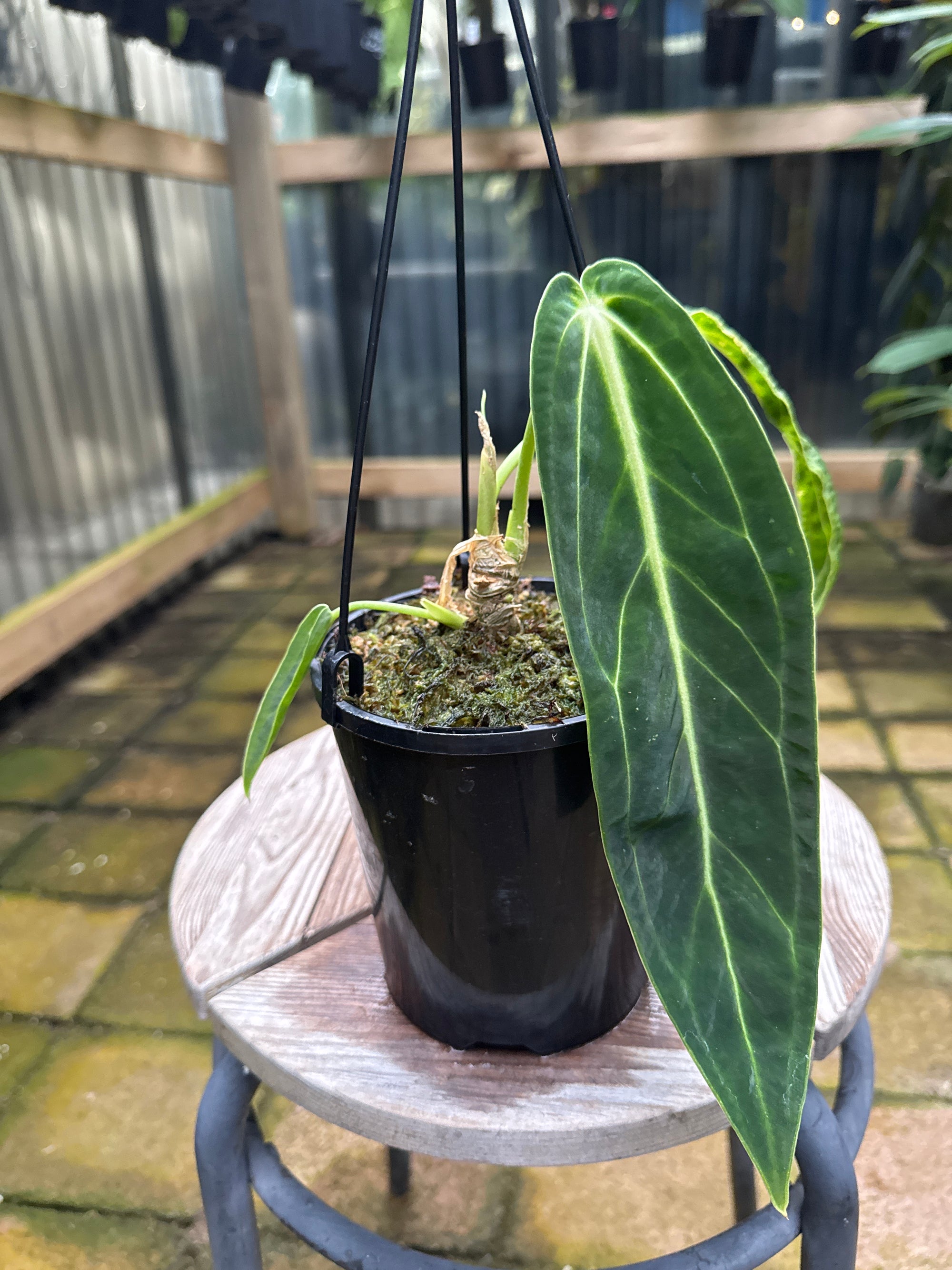 Anthurium warocqueanum - Queen Anthurium