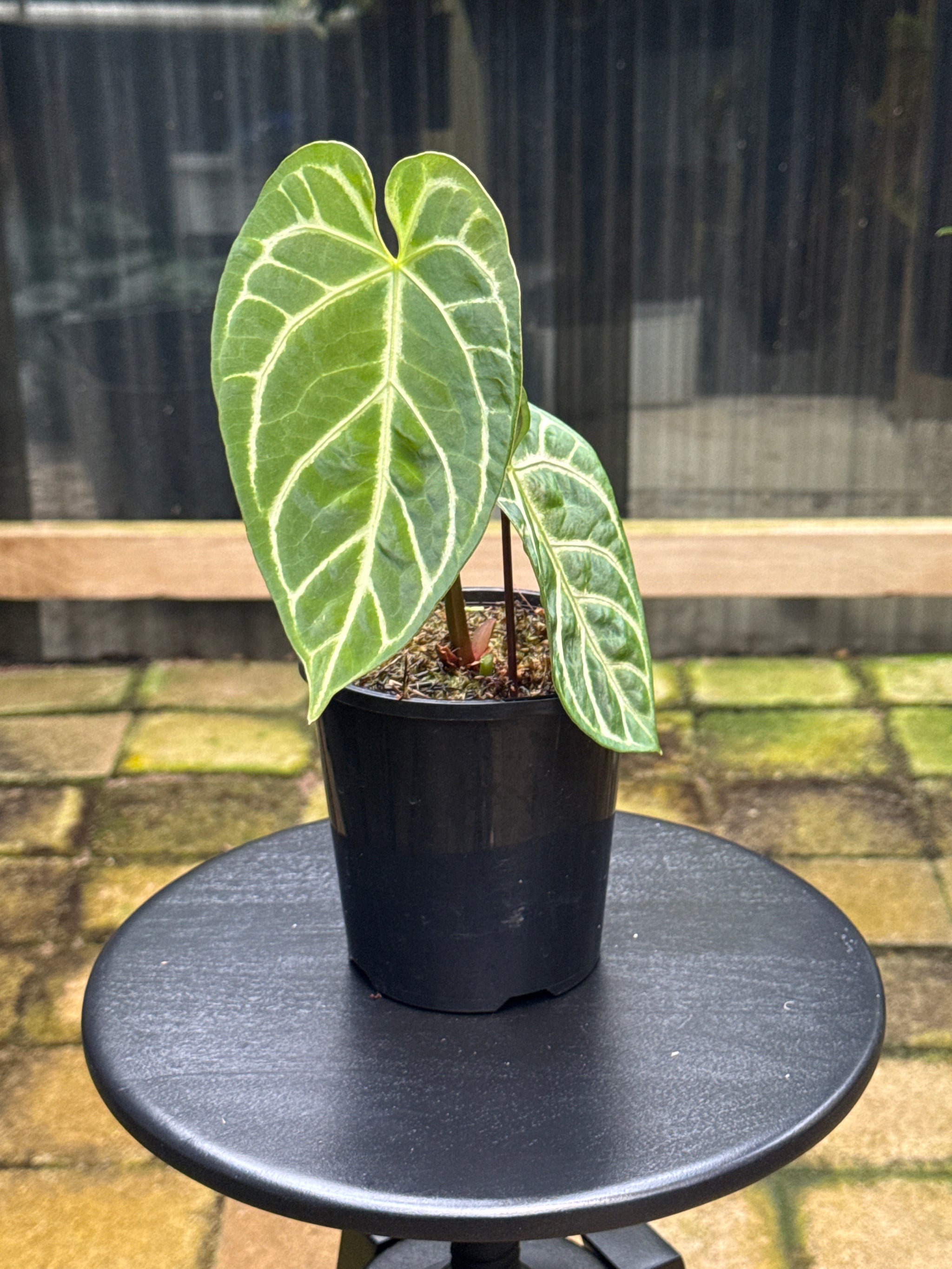 Anthurium Crystallinum x Regale