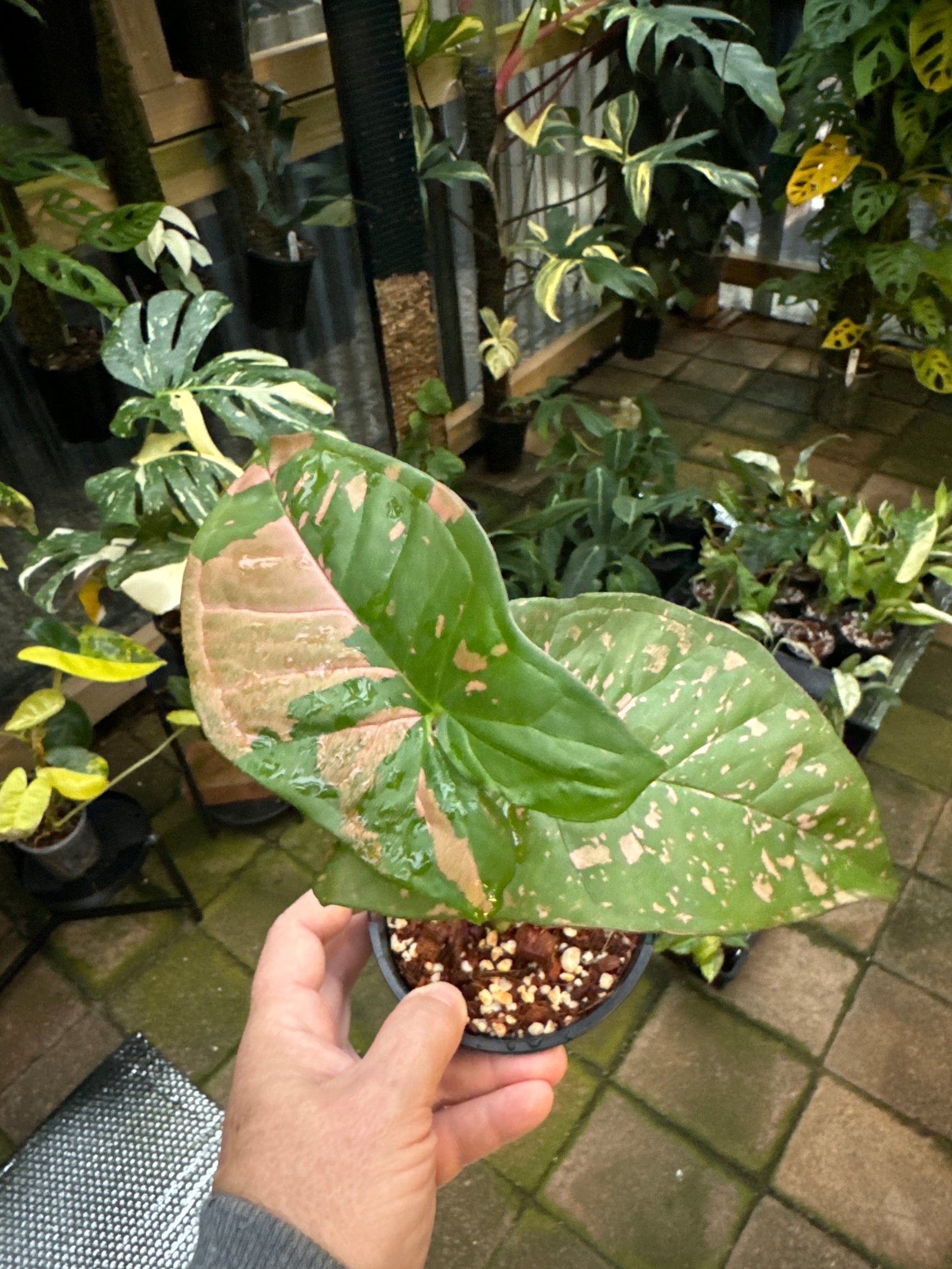 Syngonium Pink Splash