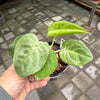 Syngonium chiapense 'Frozen Heart'