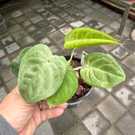 Syngonium chiapense 'Frozen Heart'