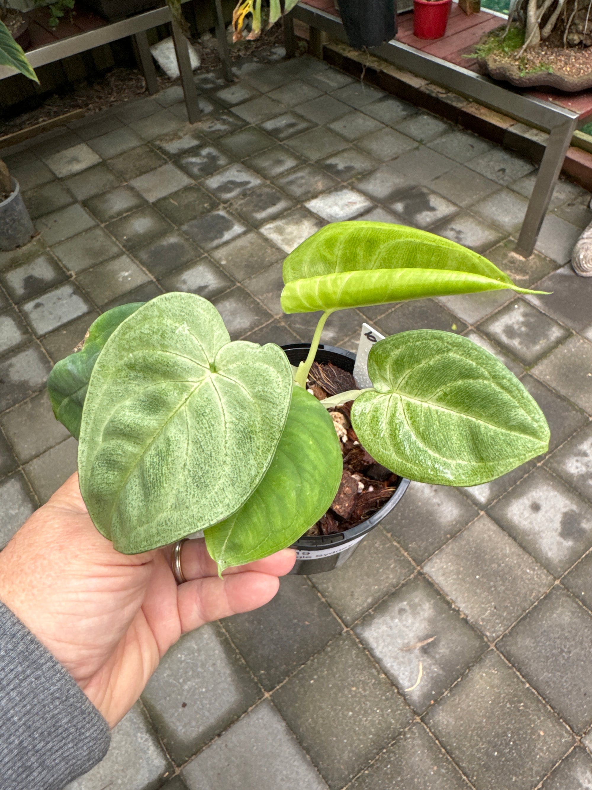 Syngonium chiapense 'Frozen Heart'