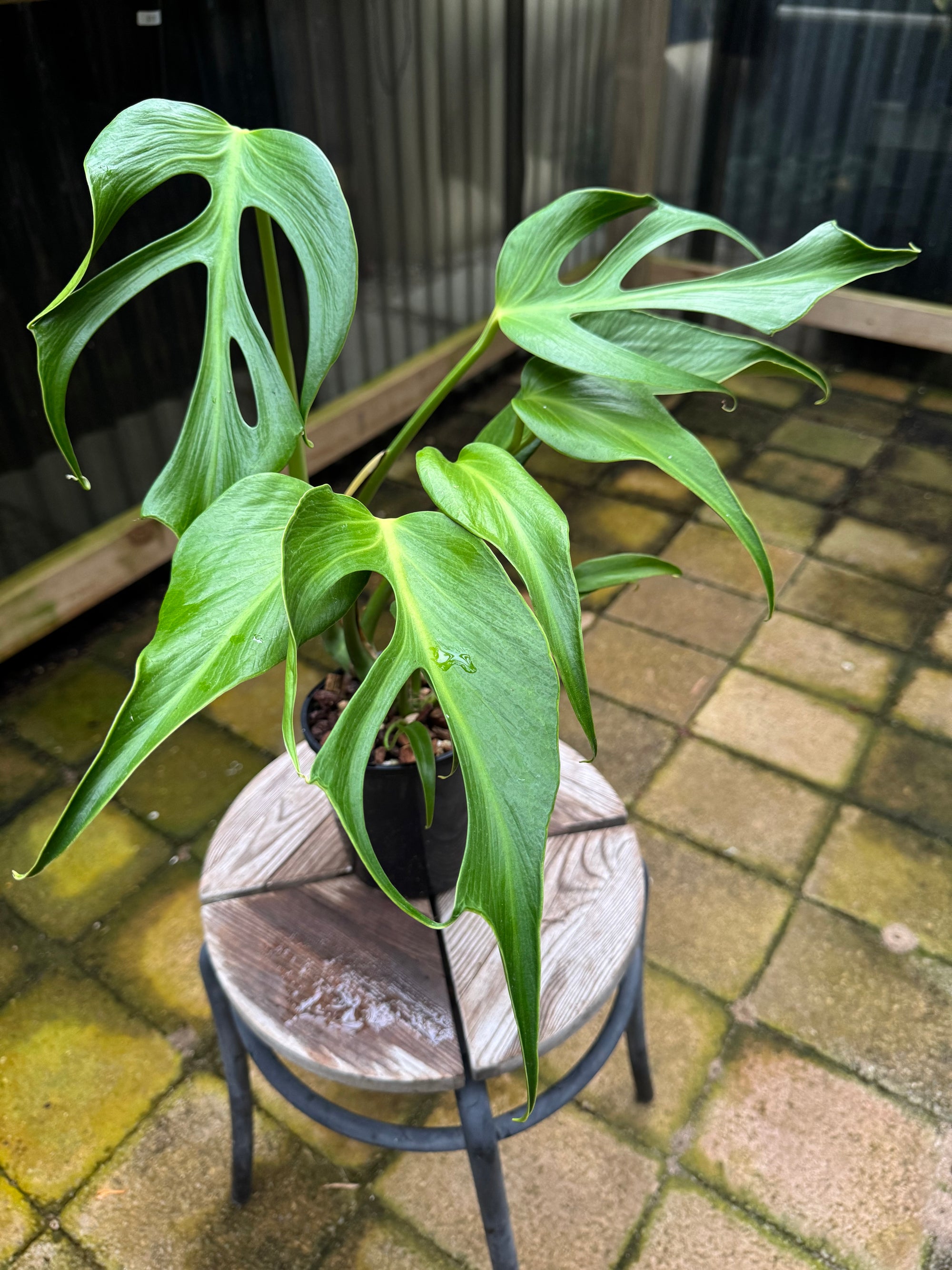 Monstera Burle Marx Flame - Collector