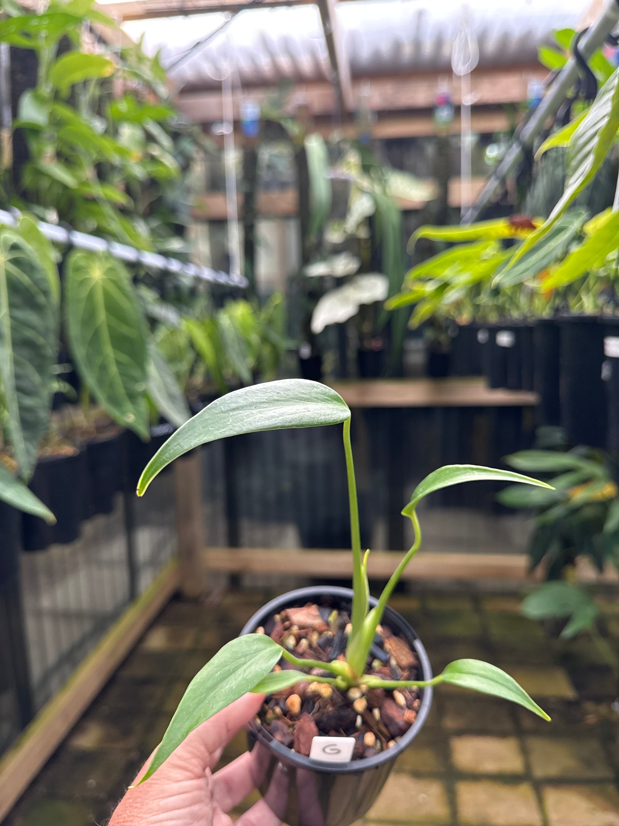 Monstera 'Burle Marx' Flame