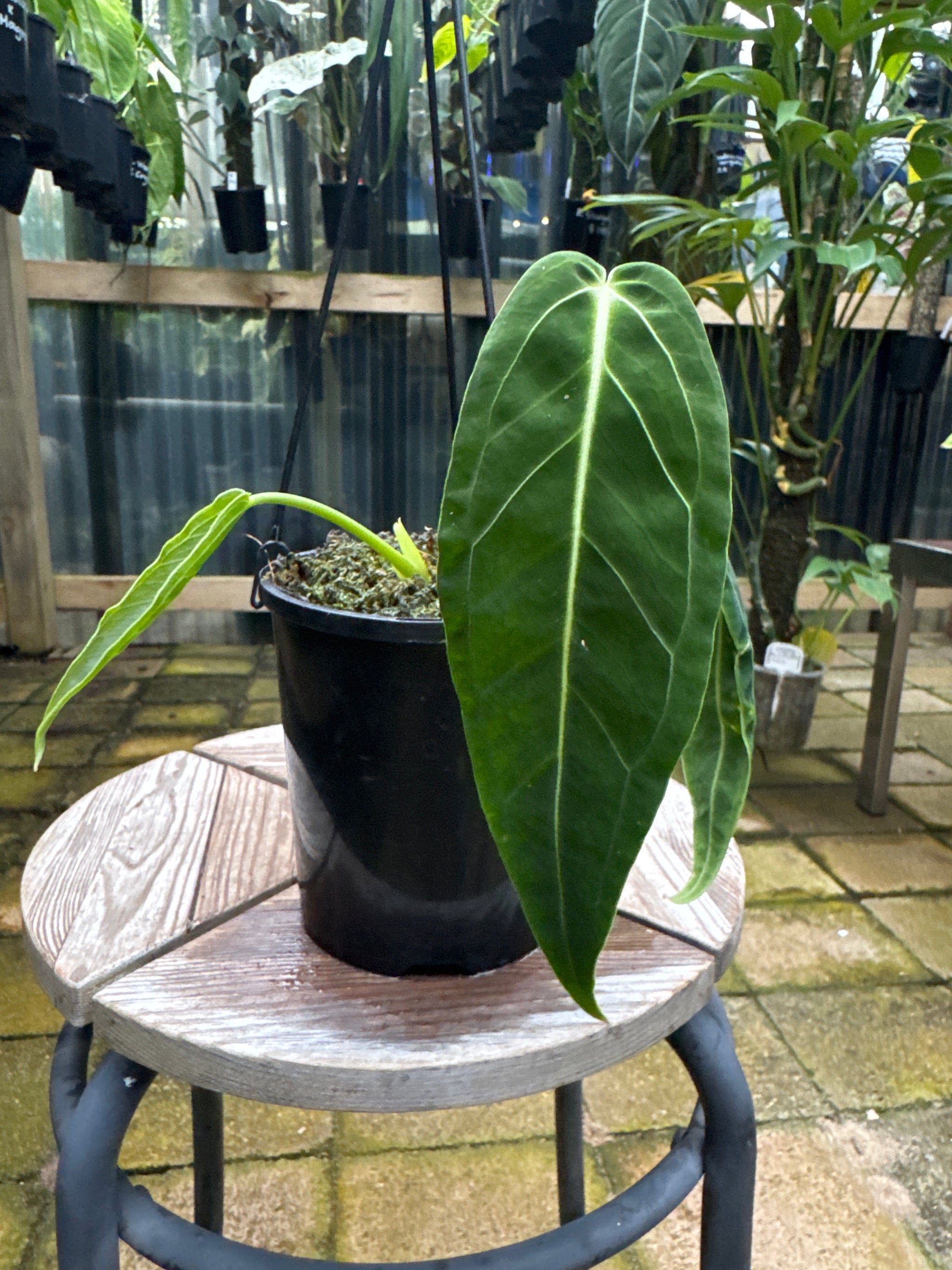 Anthurium warocqueanum - Queen Anthurium