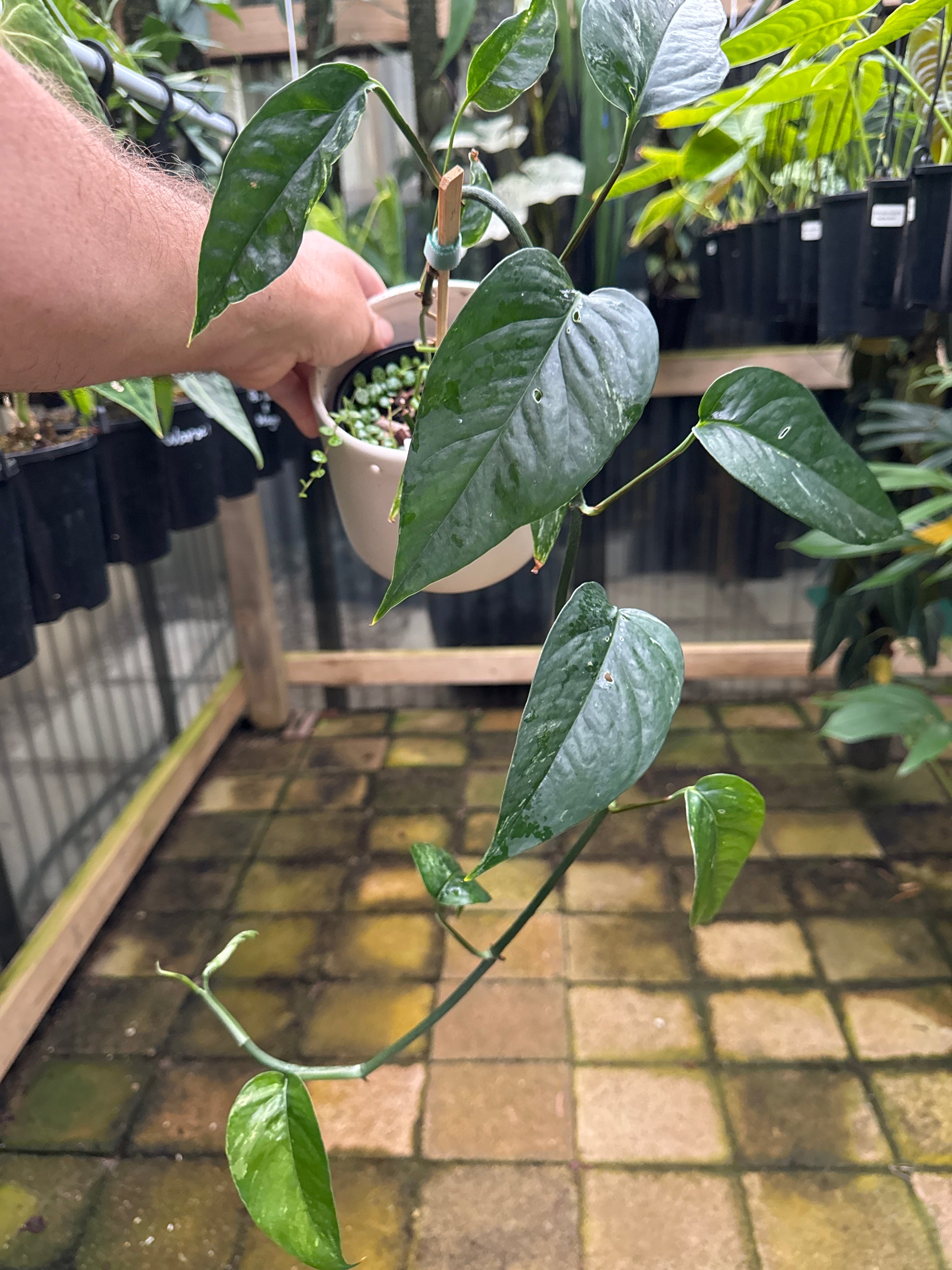 Epipremnum 'Dragon Tail' variegated