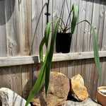 Anthurium vittarifolium