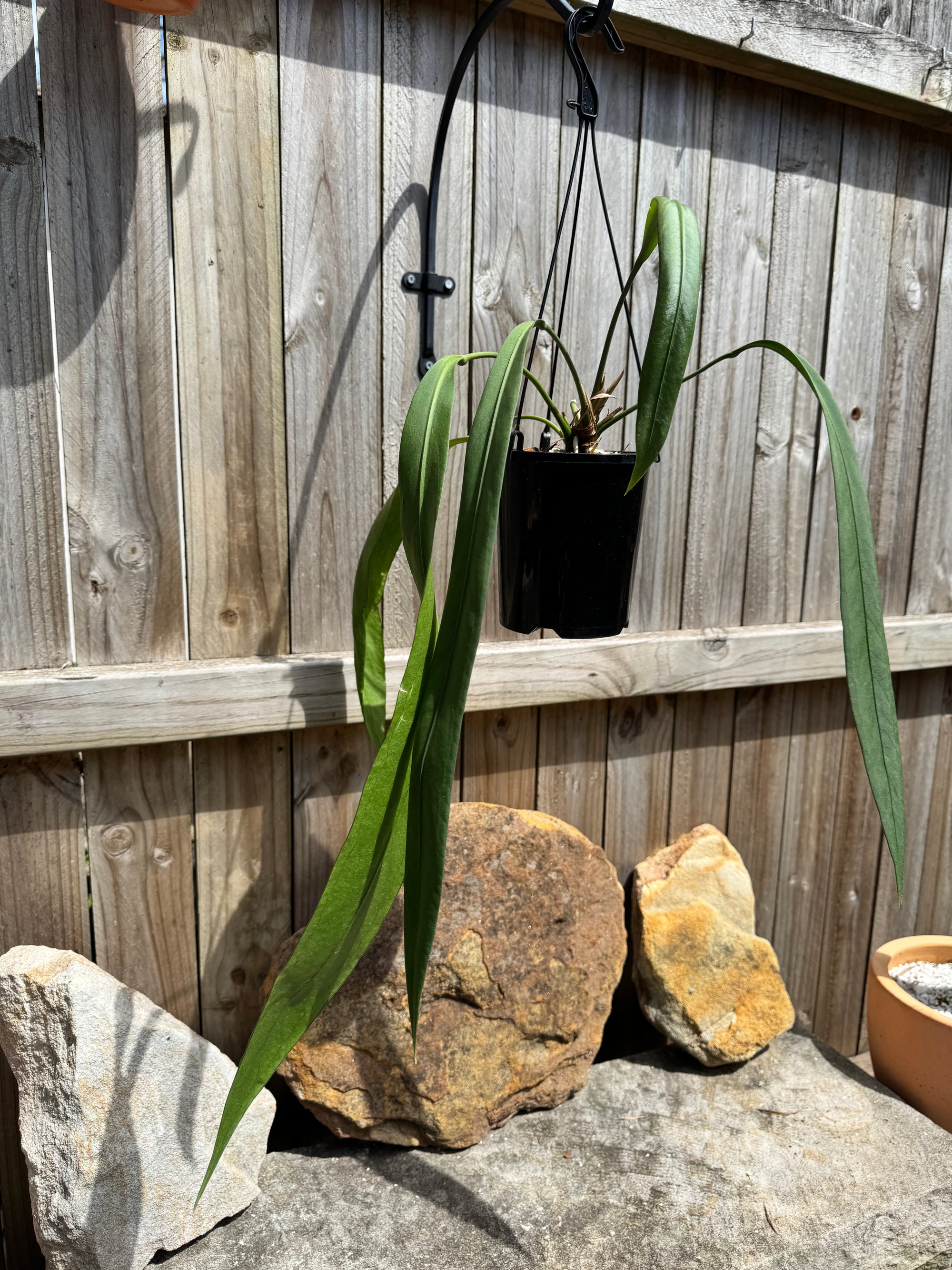 Anthurium vittarifolium