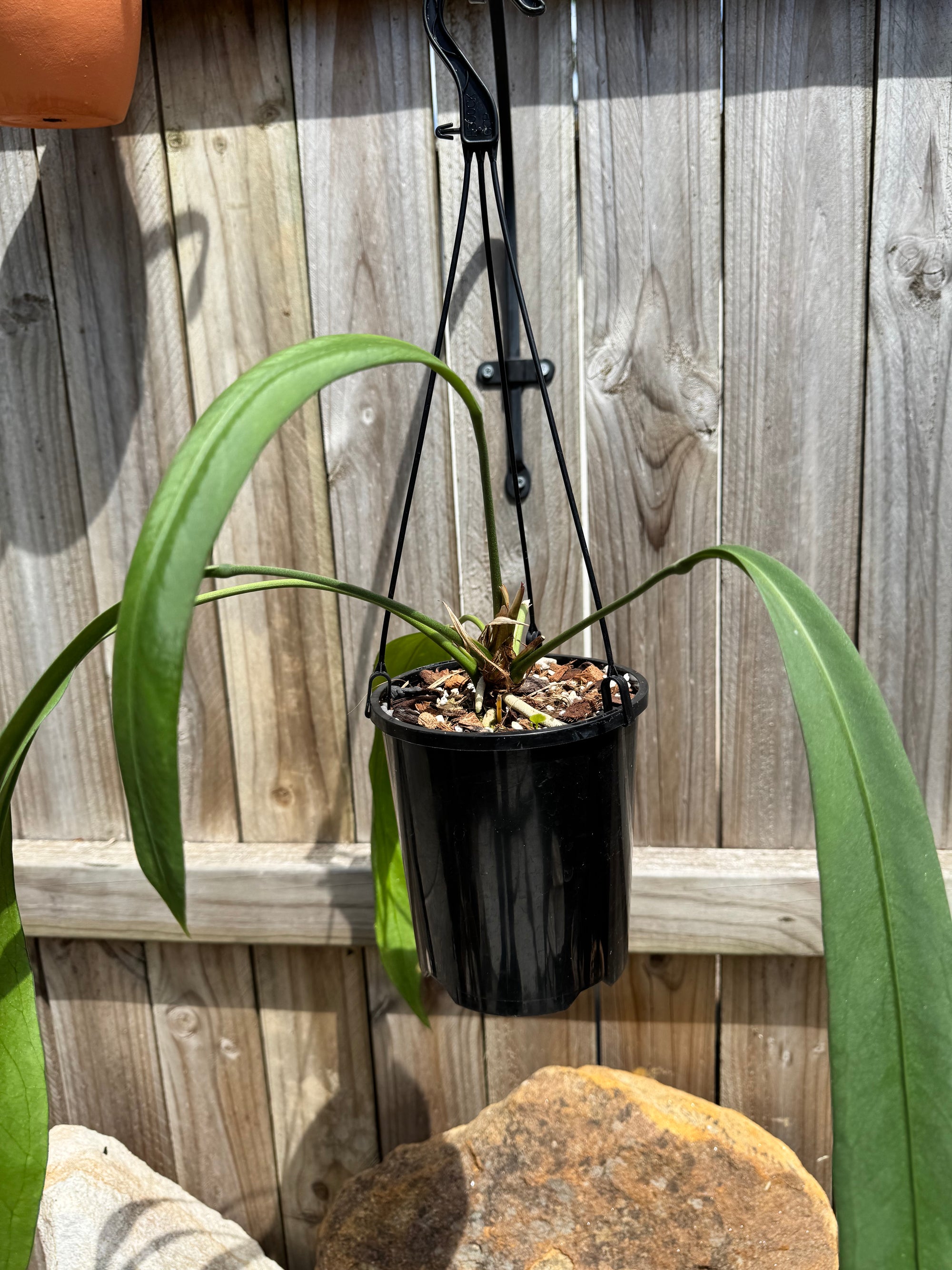 Anthurium vittarifolium