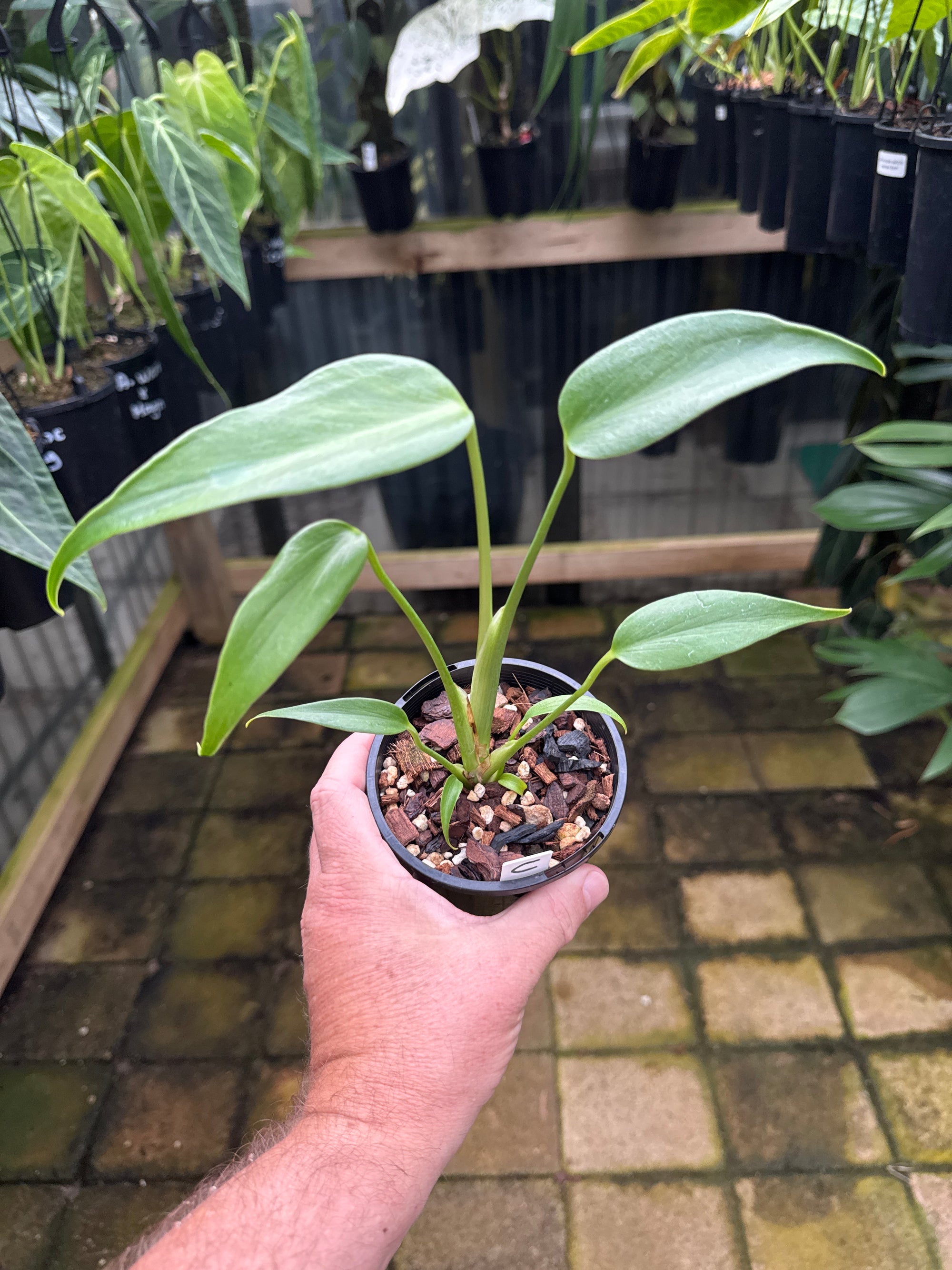 Monstera 'Burle Marx' Flame