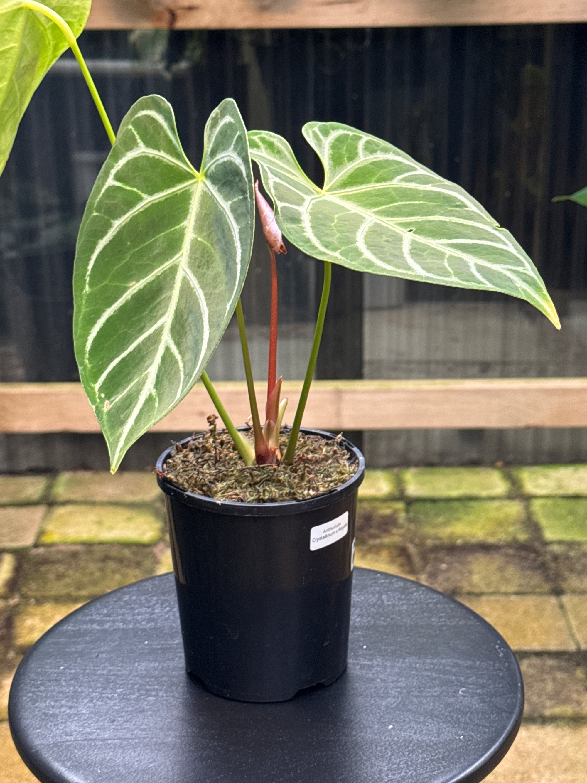 Anthurium Crystallinum x Regale