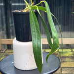 Anthurium wendlingeri