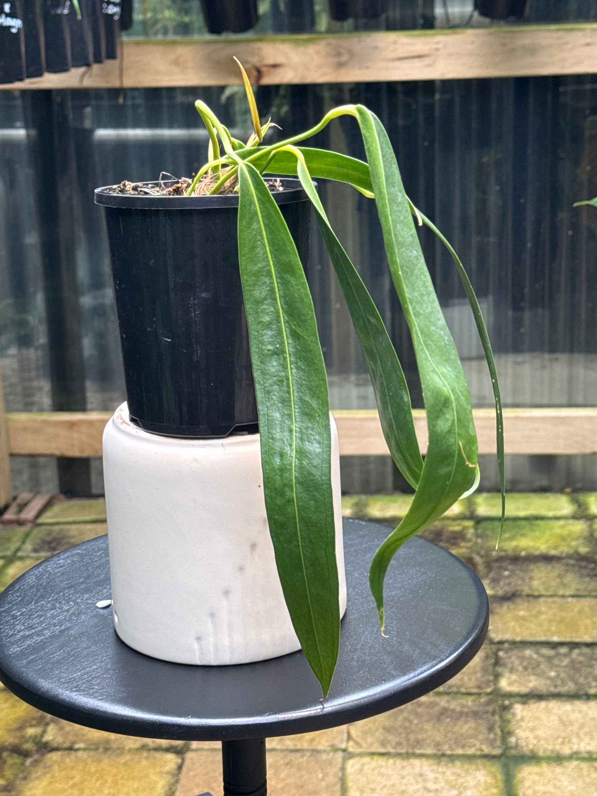 Anthurium wendlingeri