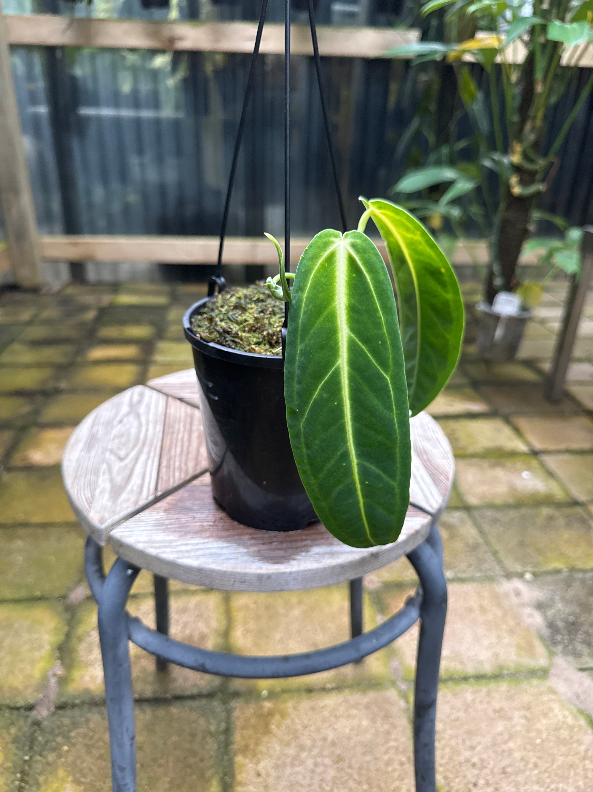 Anthurium warocqueanum - Queen Anthurium