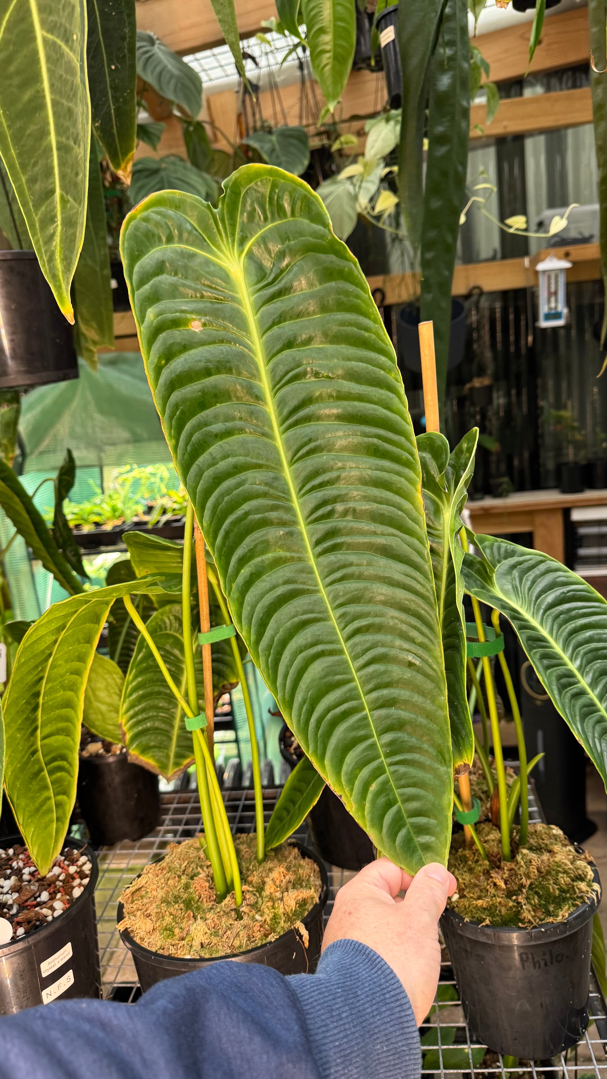 Anthurium Veitchii narrow