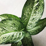 Dieffenbachia 'Memoria Corsii'